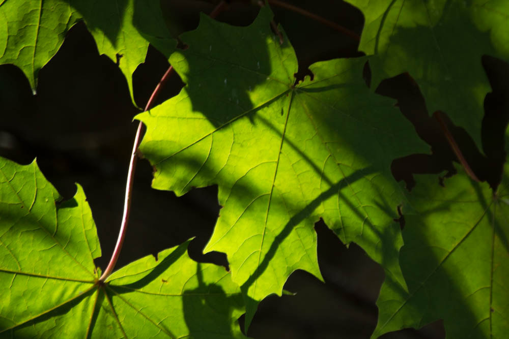Sigma 70-300mm F4-5.6 APO DG Macro sample photo. Light leaves photography