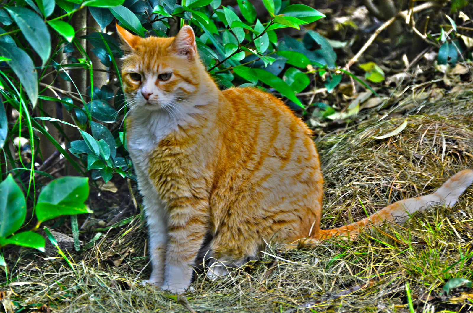 Nikon D7000 + Sigma 18-200mm F3.5-6.3 DC OS HSM sample photo. Cats photography