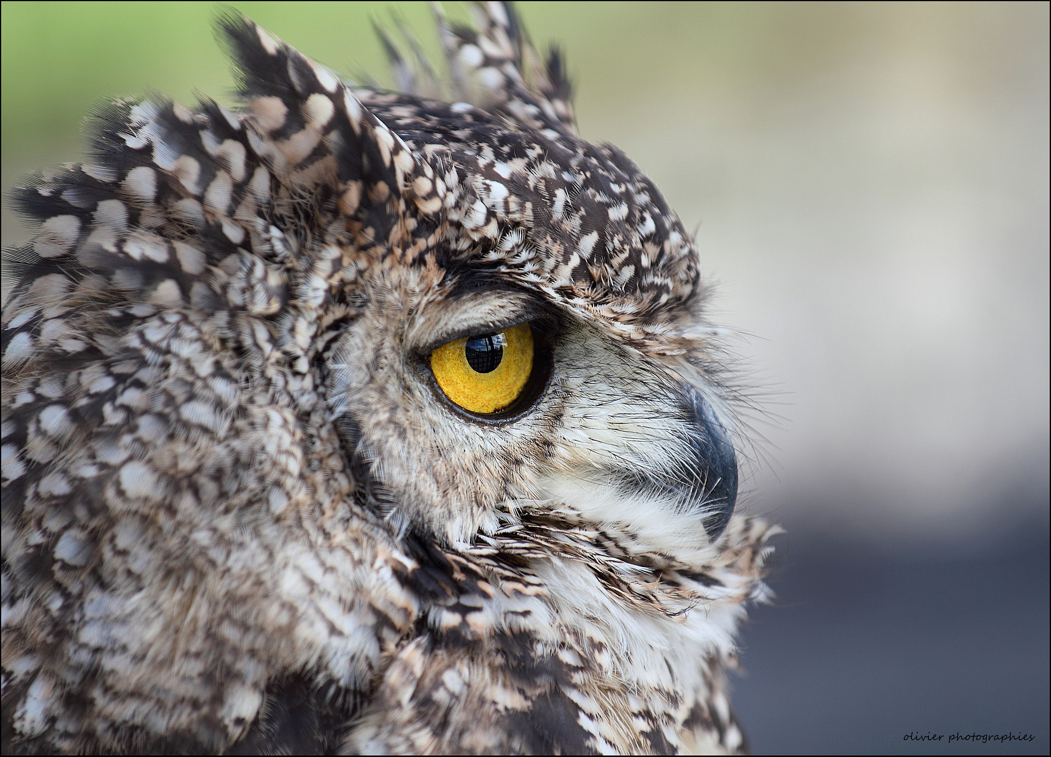 Canon EF 70-200mm F4L IS USM sample photo. Rapace ecosse photography