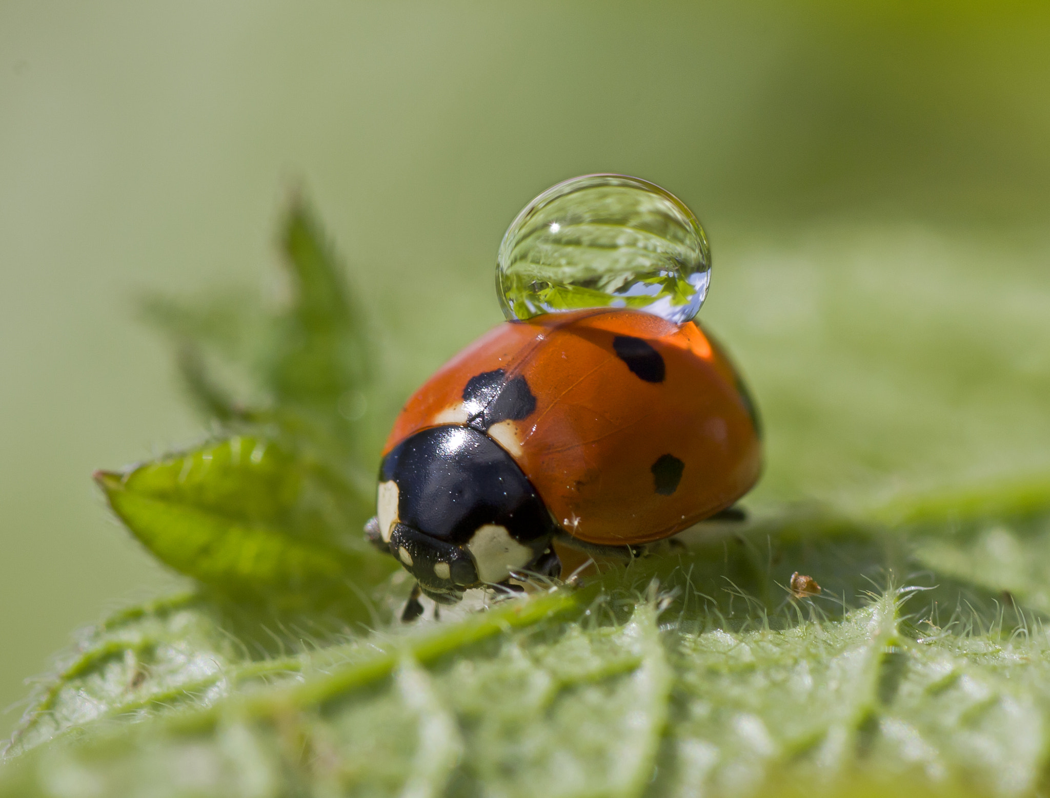 Canon EOS 450D (EOS Rebel XSi / EOS Kiss X2) + Tamron SP AF 90mm F2.8 Di Macro sample photo. Ladybird&droplet photography