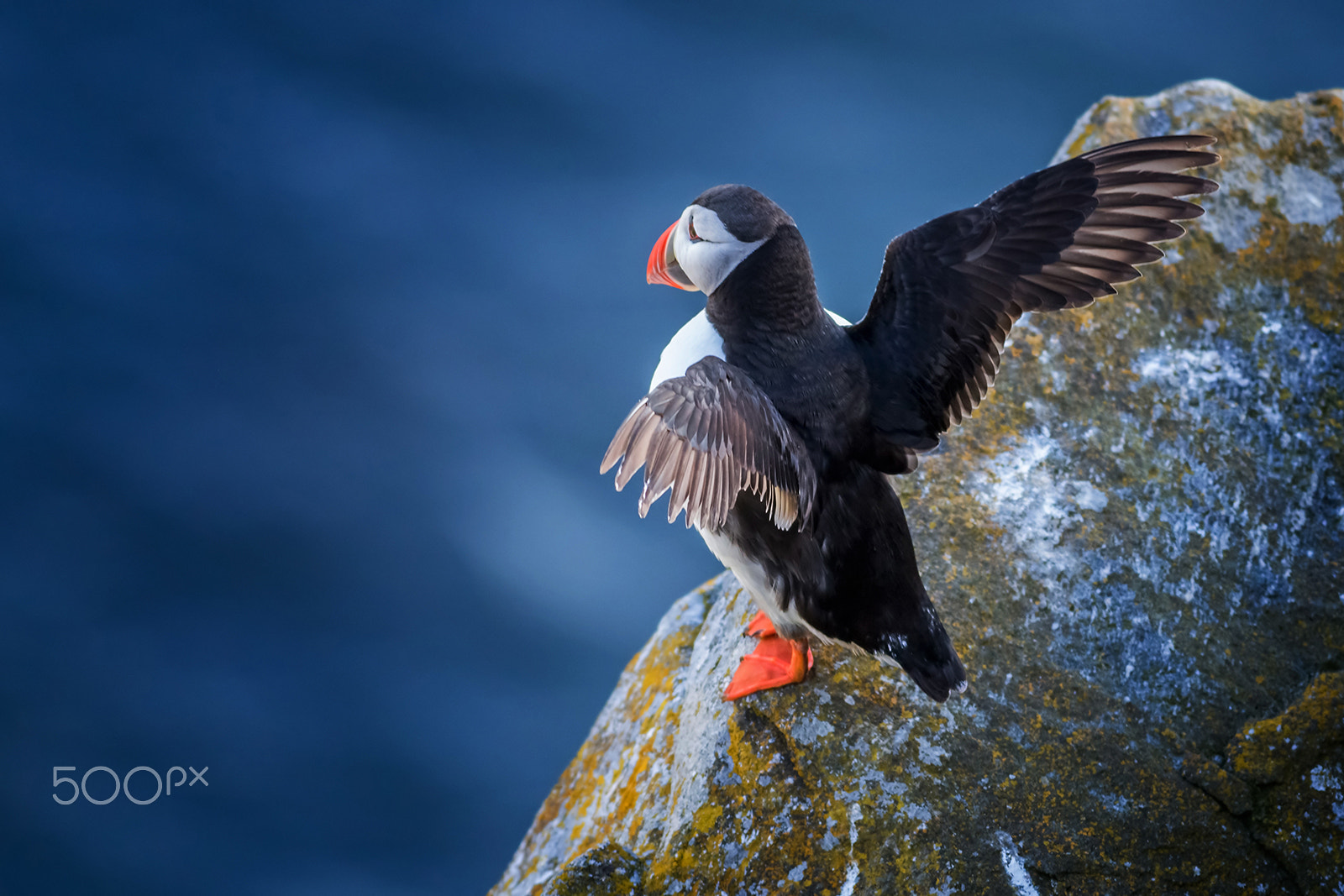 Canon EOS 6D + Canon EF 400mm F5.6L USM sample photo. Puffin of runde photography