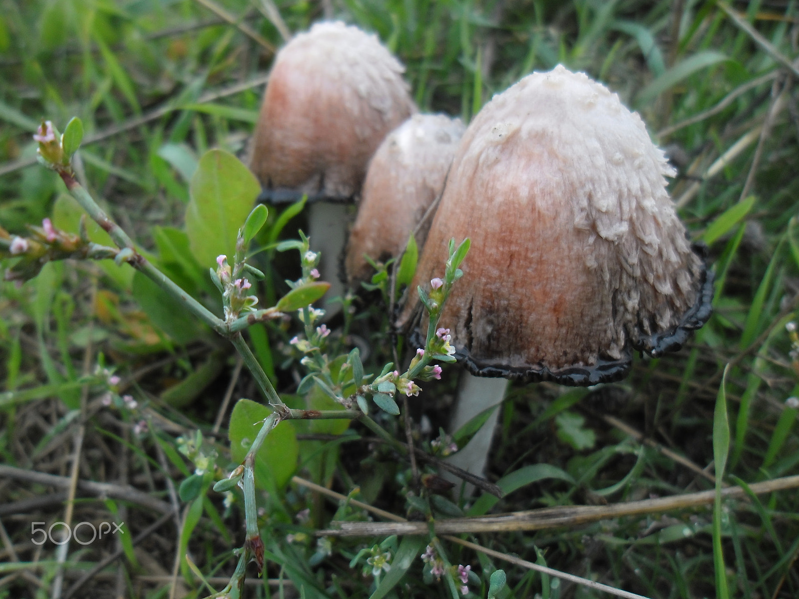 Samsung ES90/ ES91 sample photo. Mushroom , as the three brothers... photography