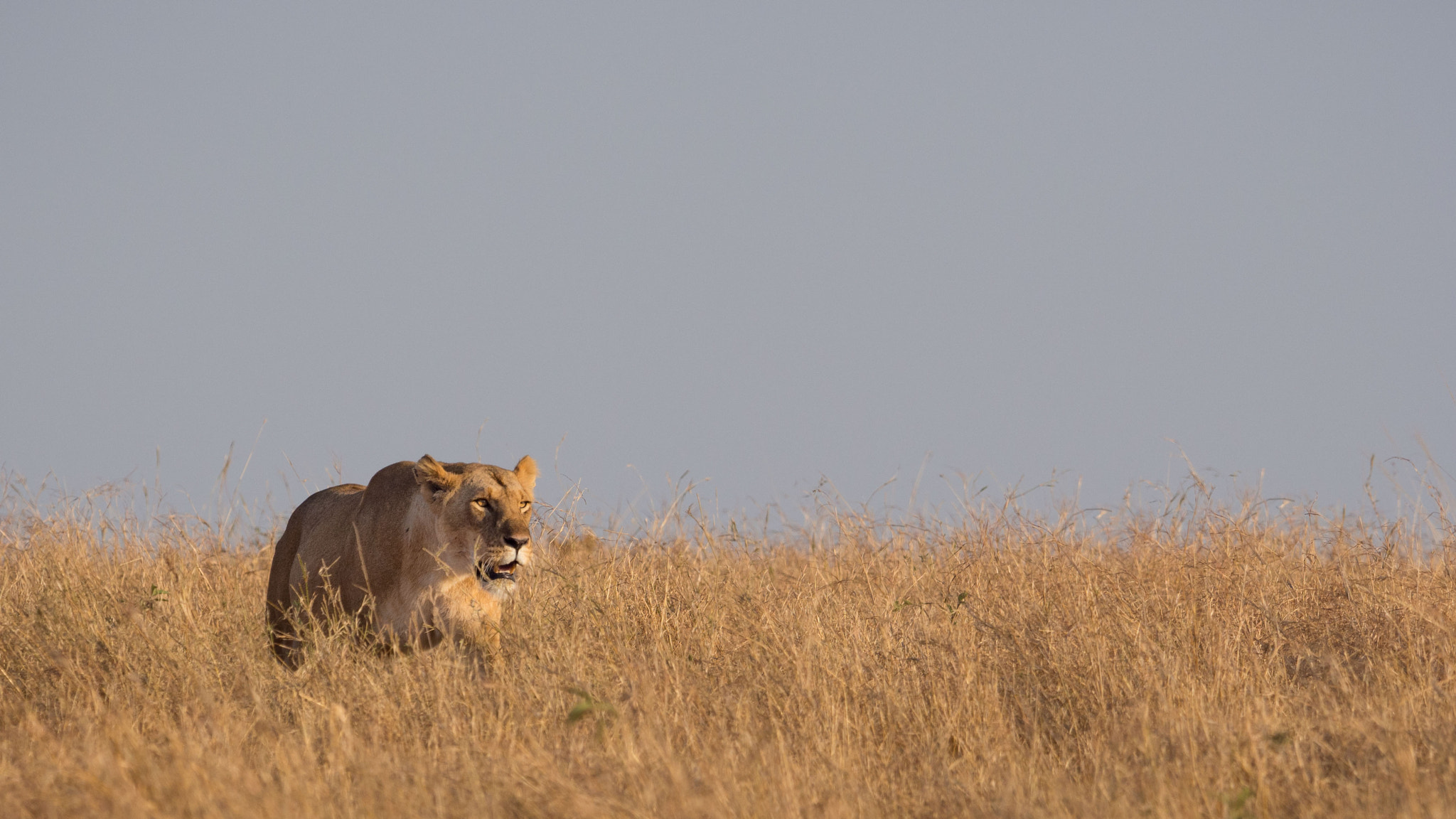 Olympus OM-D E-M5 + OLYMPUS M.300mm F4.0 sample photo. Stalking photography