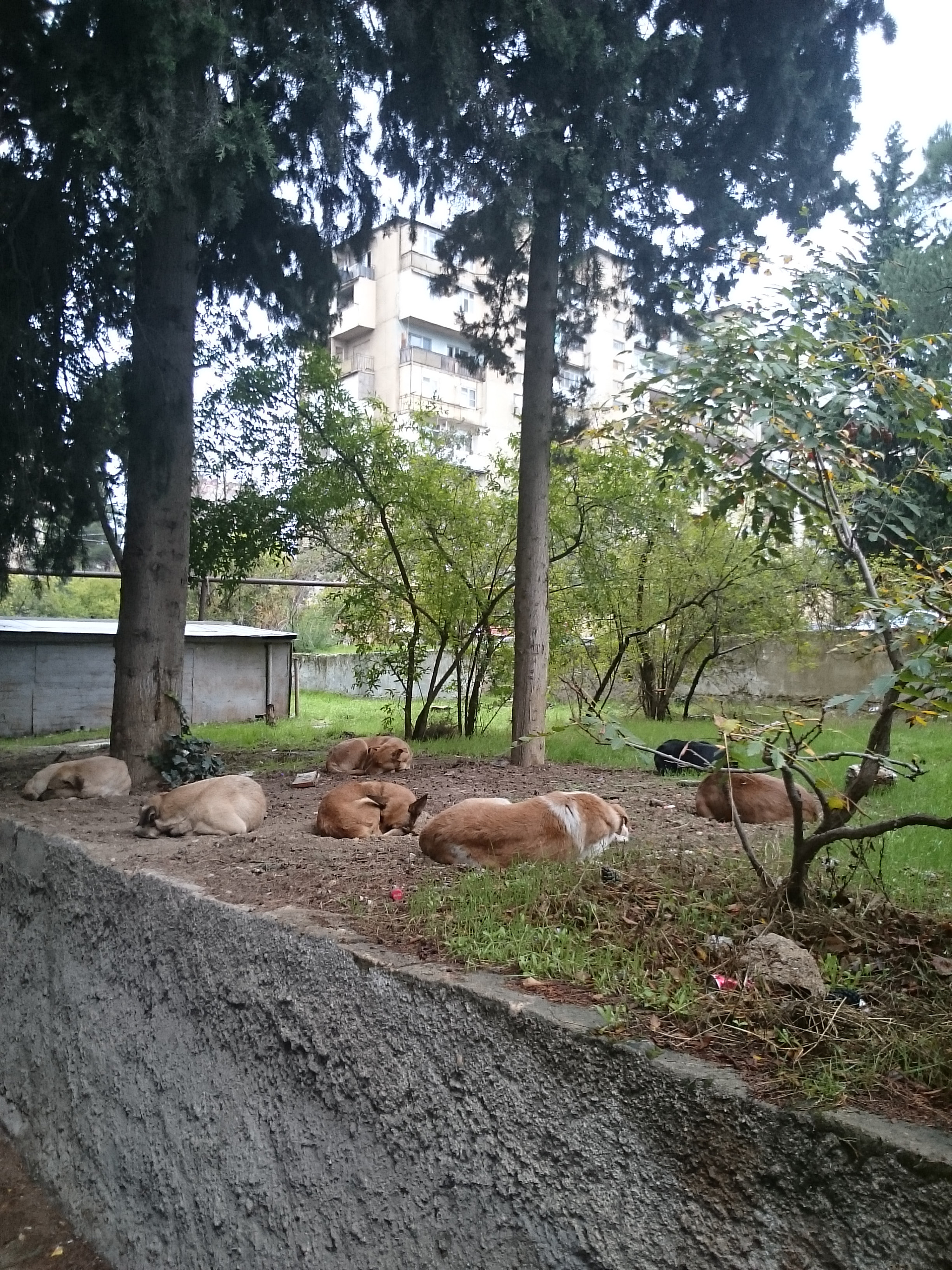 Sony Xperia Z Ultra sample photo. Dogs photography