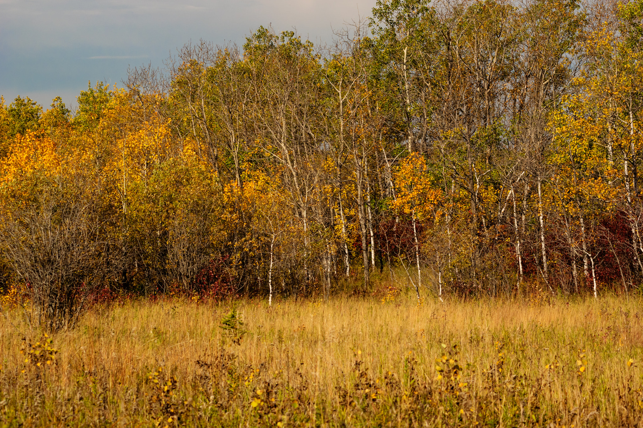 Pentax K-3 II sample photo. Praire meadow photography