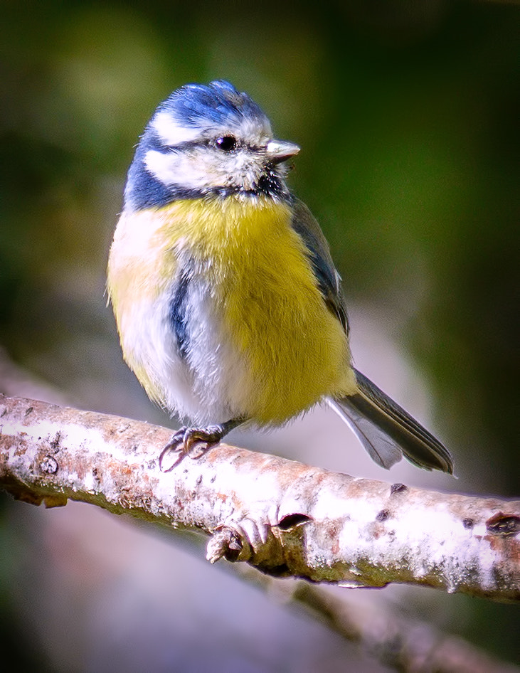 Nikon D800E sample photo. My one legged blue tit friend photography