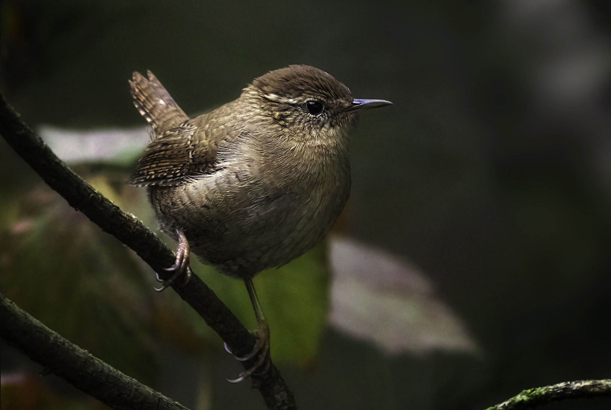 Canon EF 400mm F5.6L USM sample photo. Wren photography