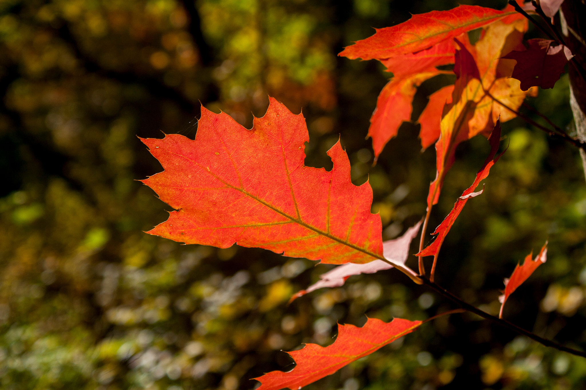 Canon EOS 30D sample photo. Img photography