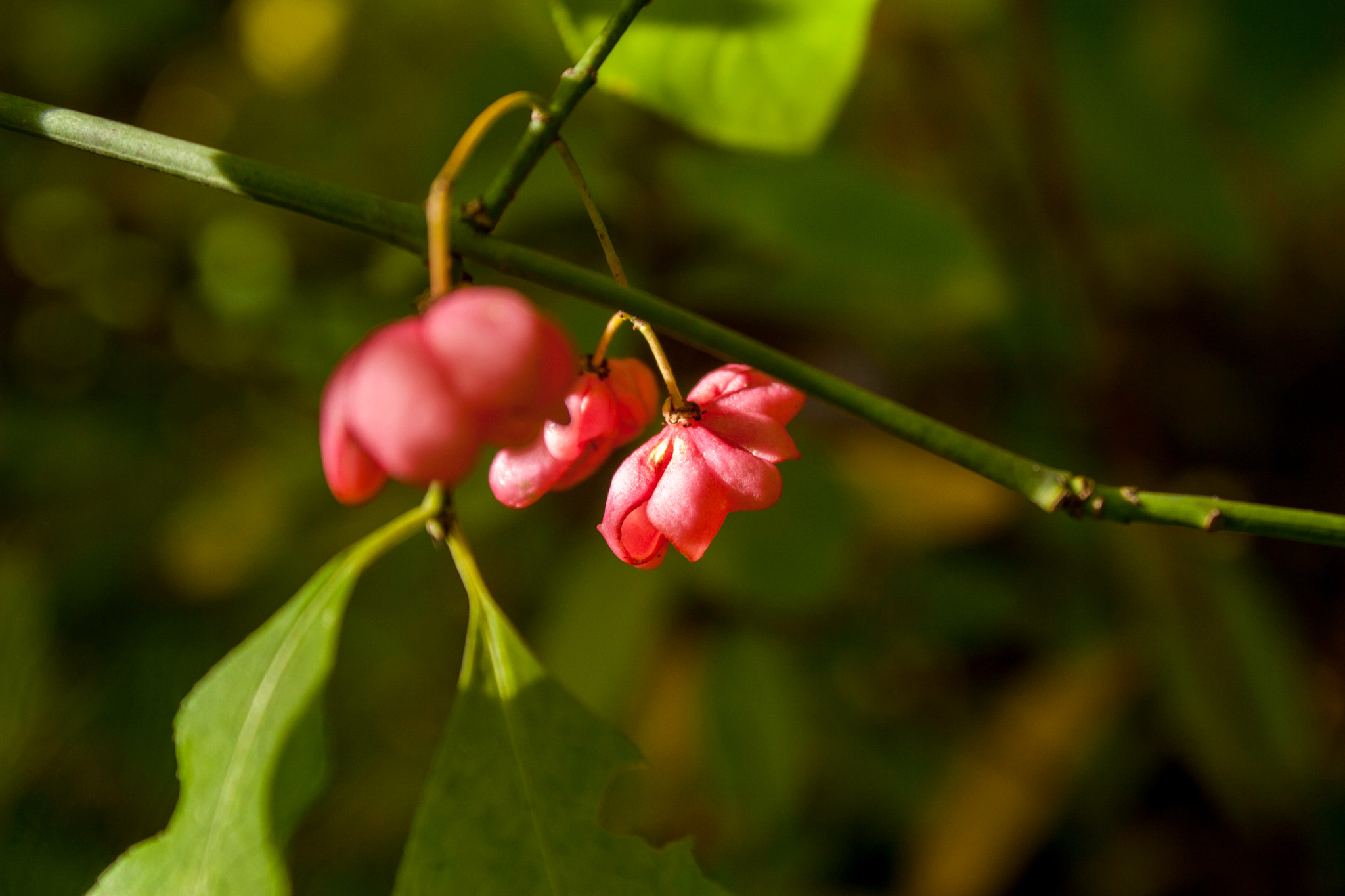 Canon EOS 30D sample photo. Img photography