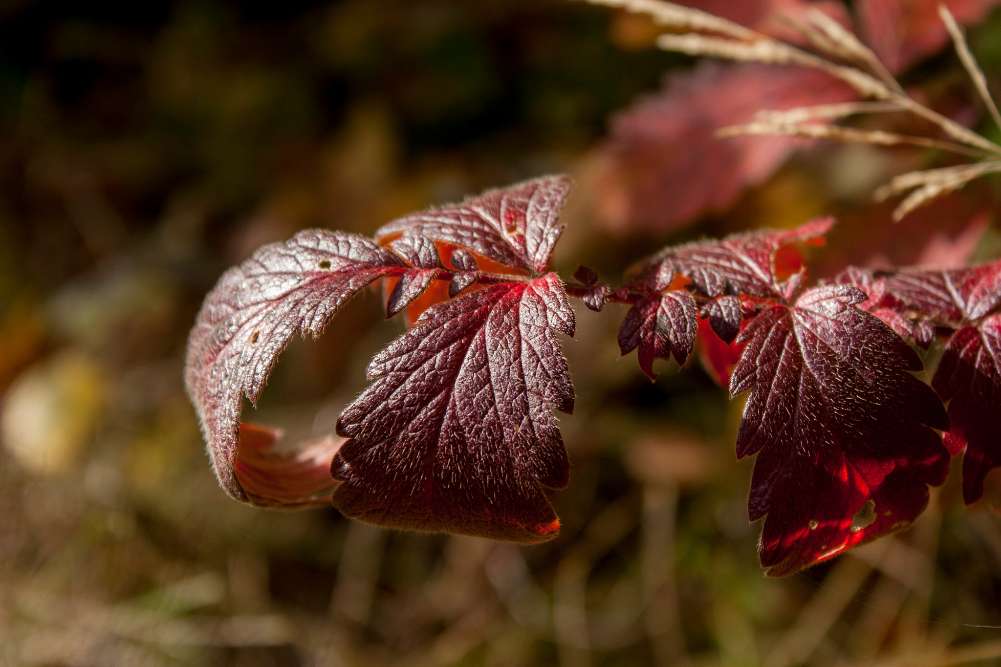 Canon EOS 30D sample photo. Img photography
