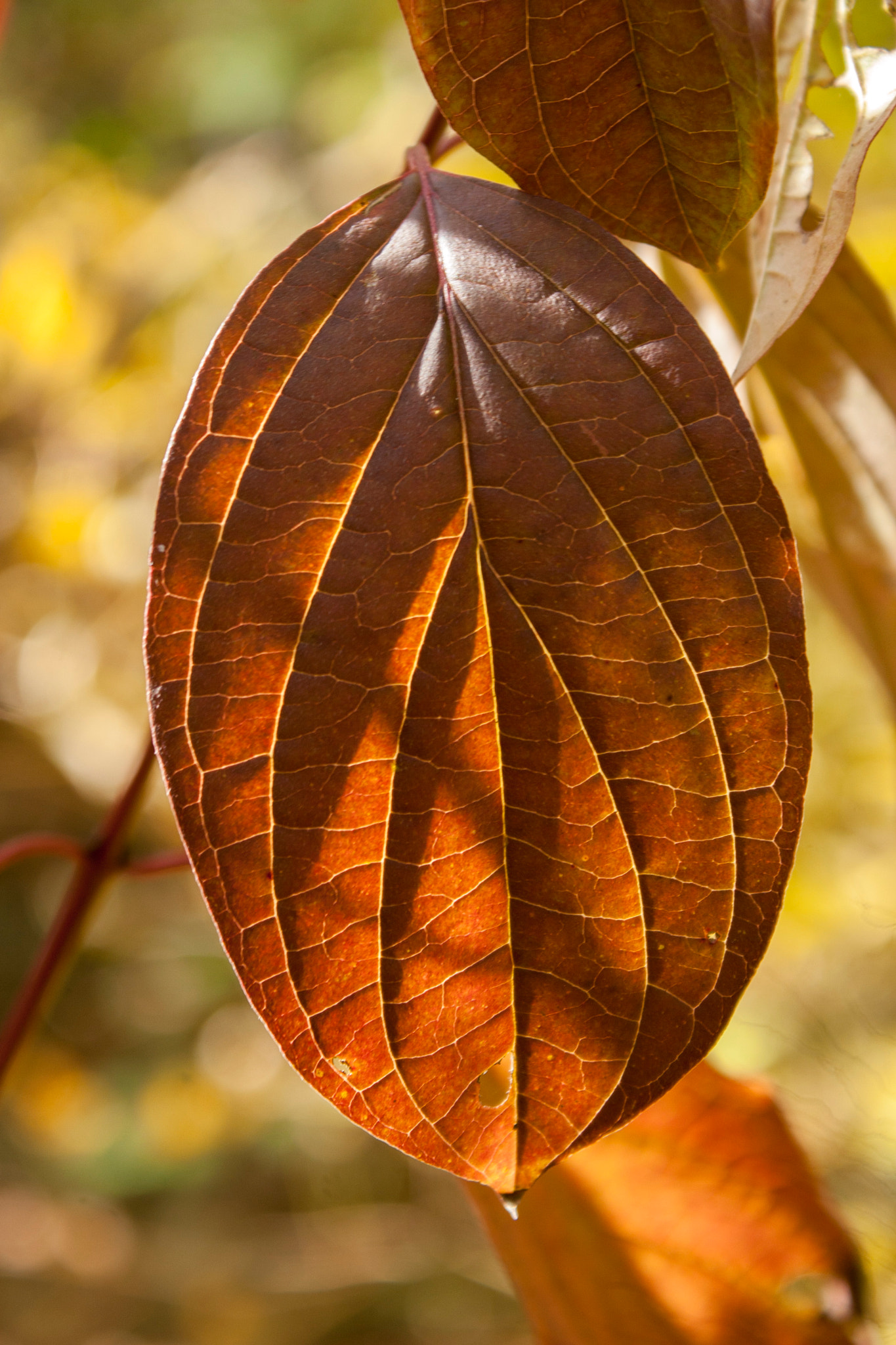Canon EOS 30D sample photo. Img photography