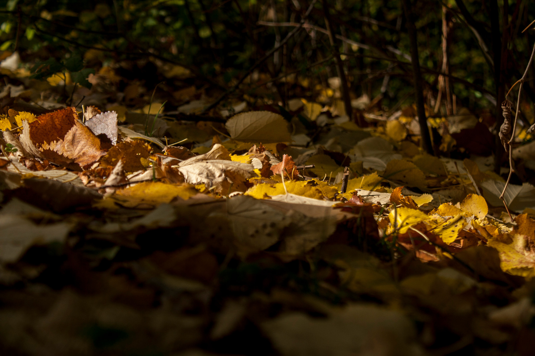 Canon EOS 30D sample photo. Img photography
