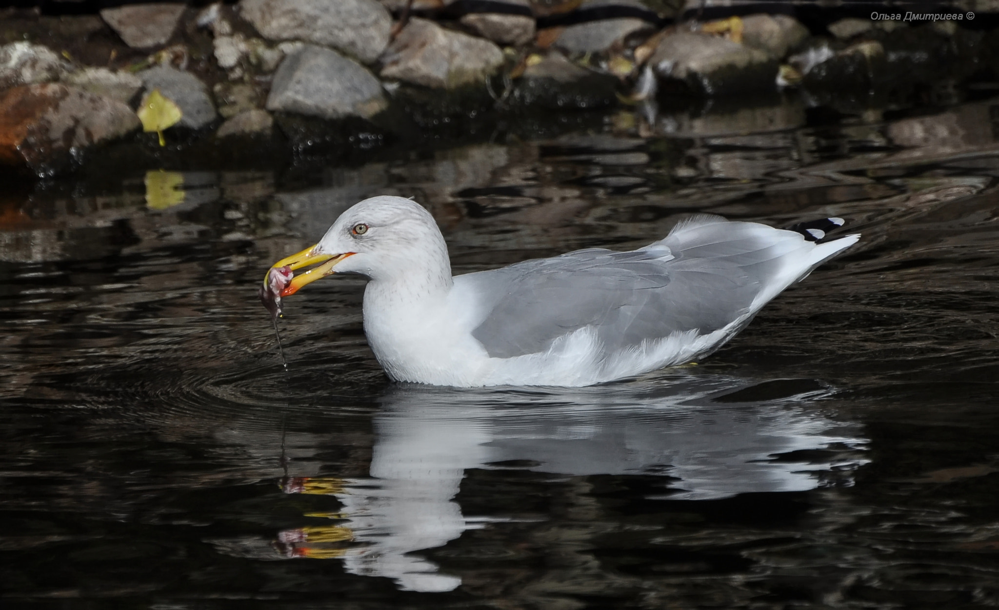 Nikon D5000 sample photo. *** photography