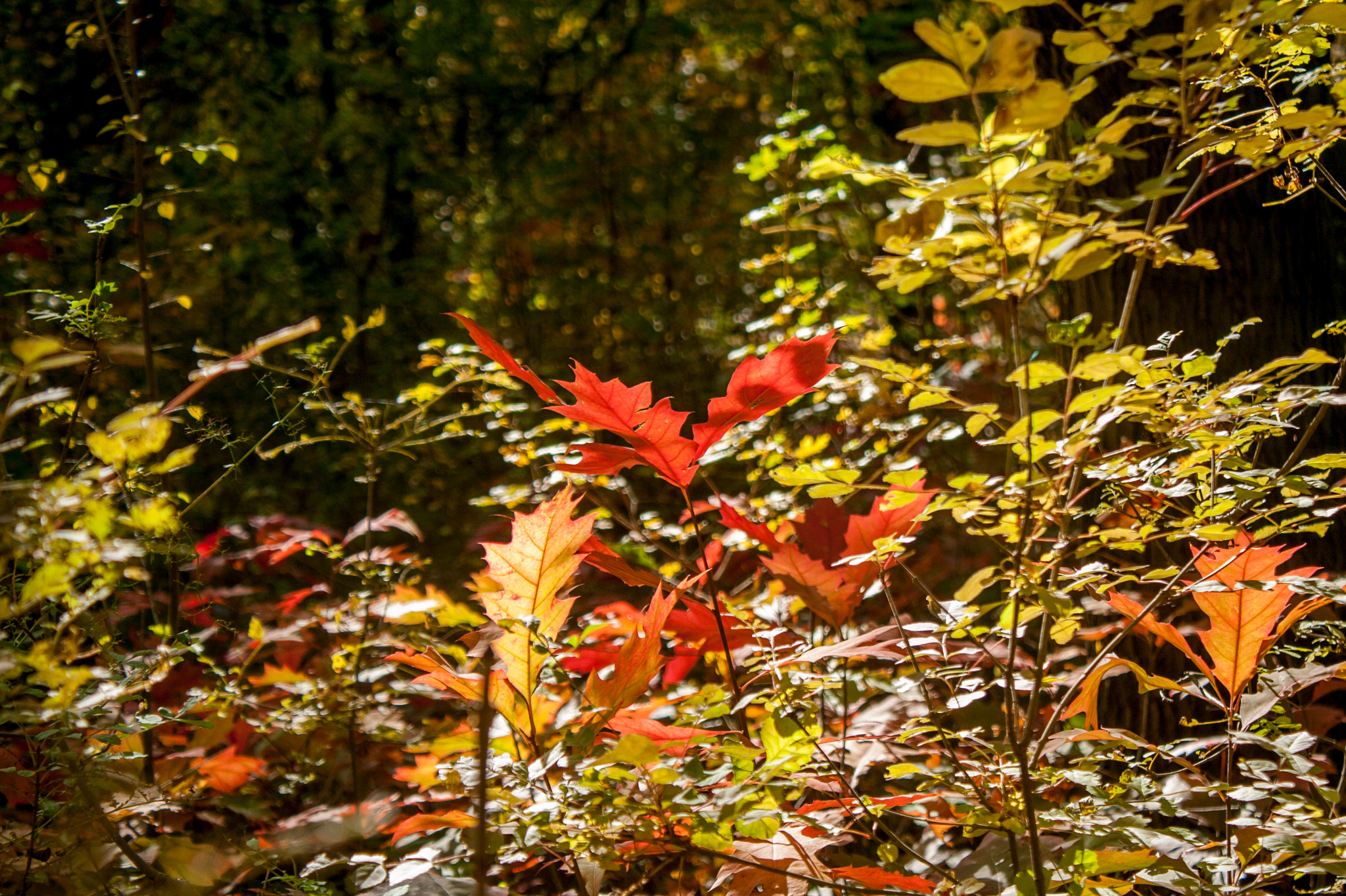 Canon EOS 30D sample photo. Img photography