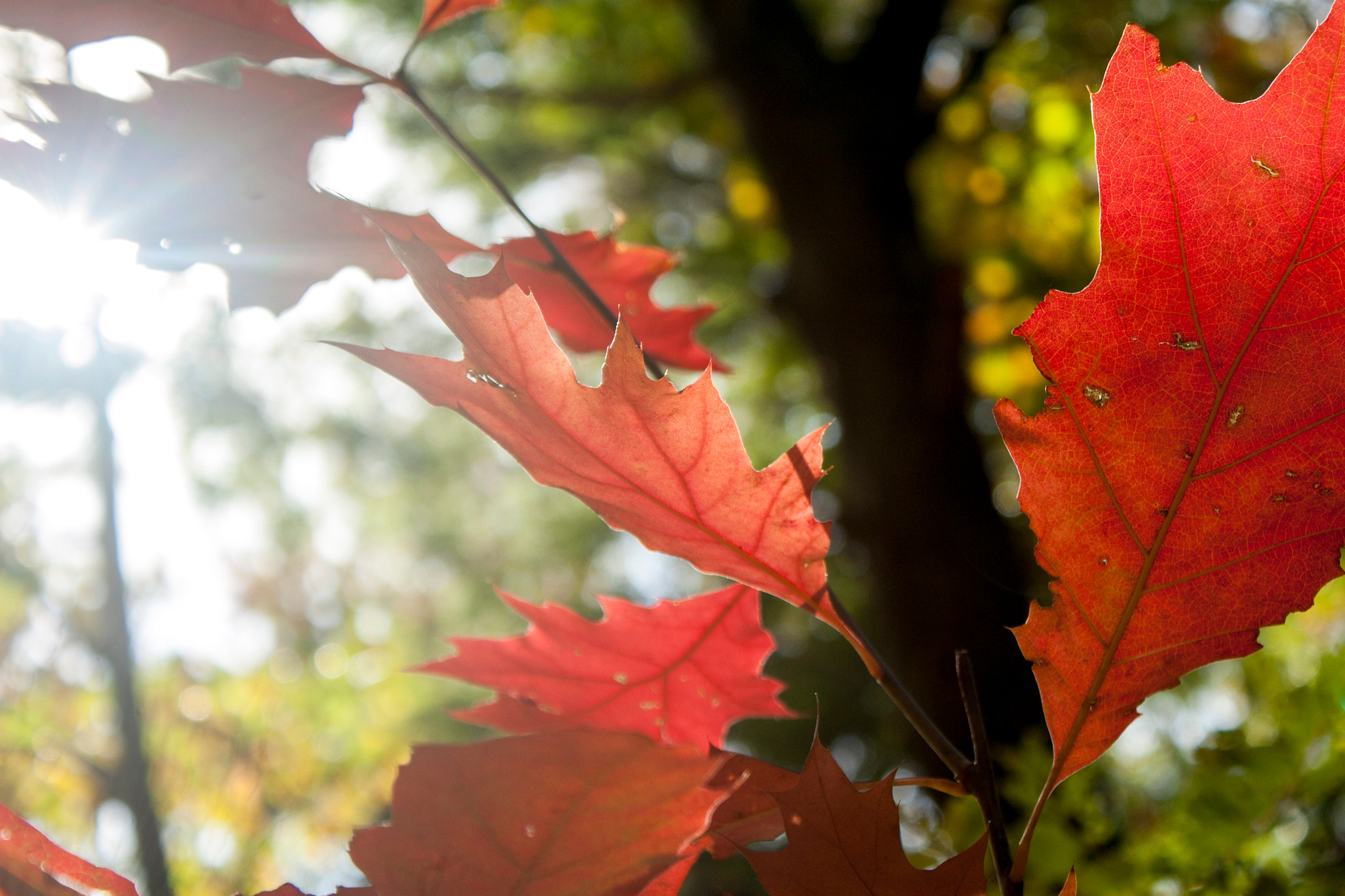 Canon EOS 30D sample photo. Img photography