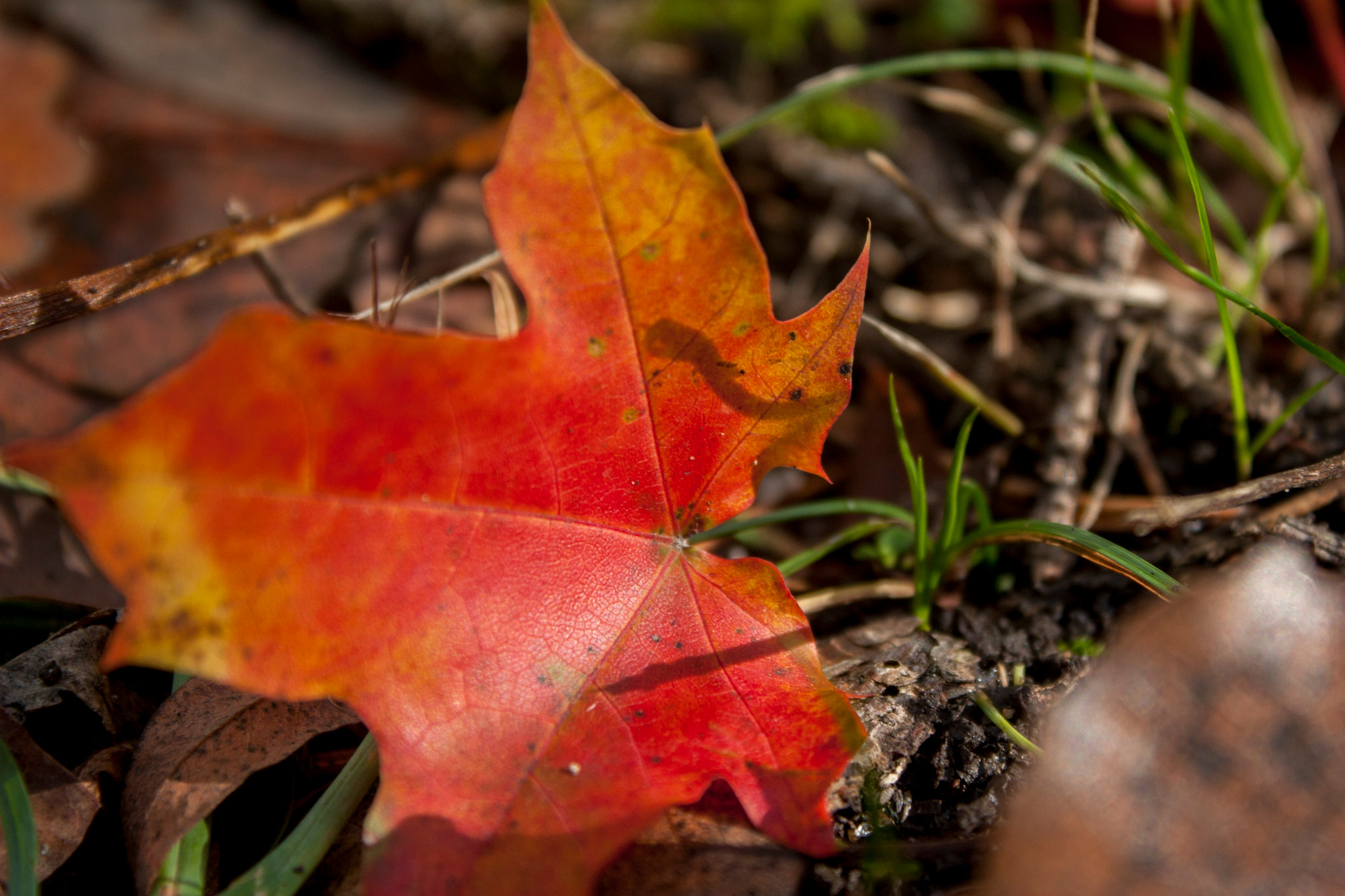 Canon EOS 30D sample photo. Img photography