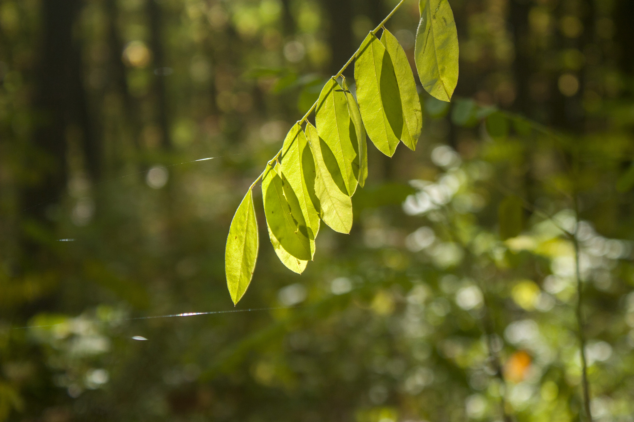Canon EOS 30D sample photo. Img photography