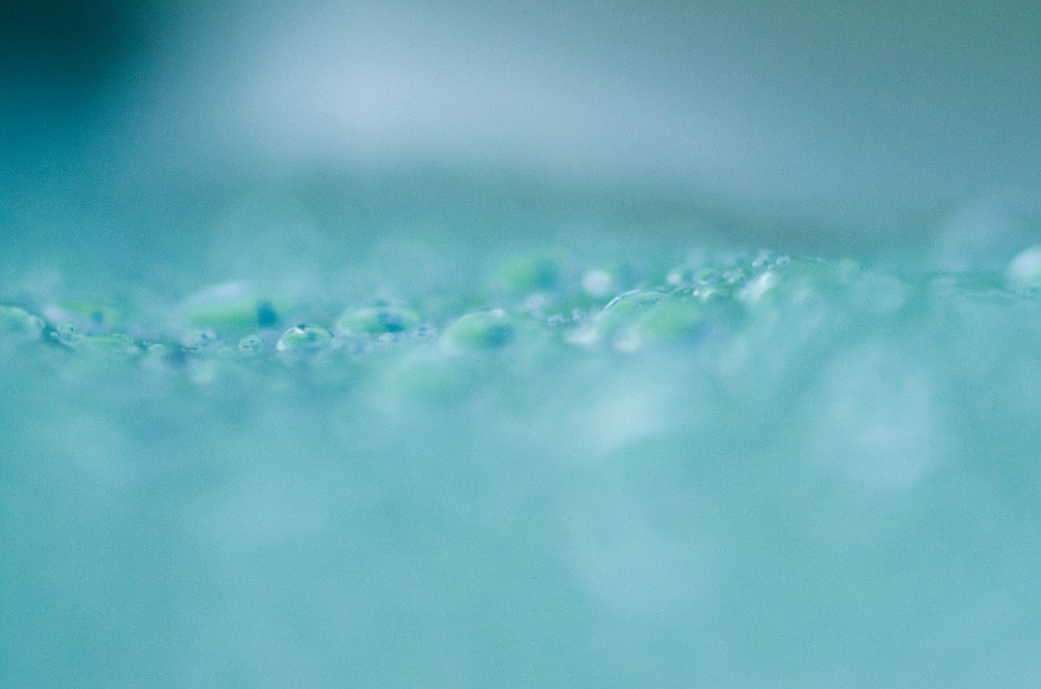 Pentax K-5 + Tamron SP AF 90mm F2.8 Di Macro sample photo. Raindrops on my umbrella photography