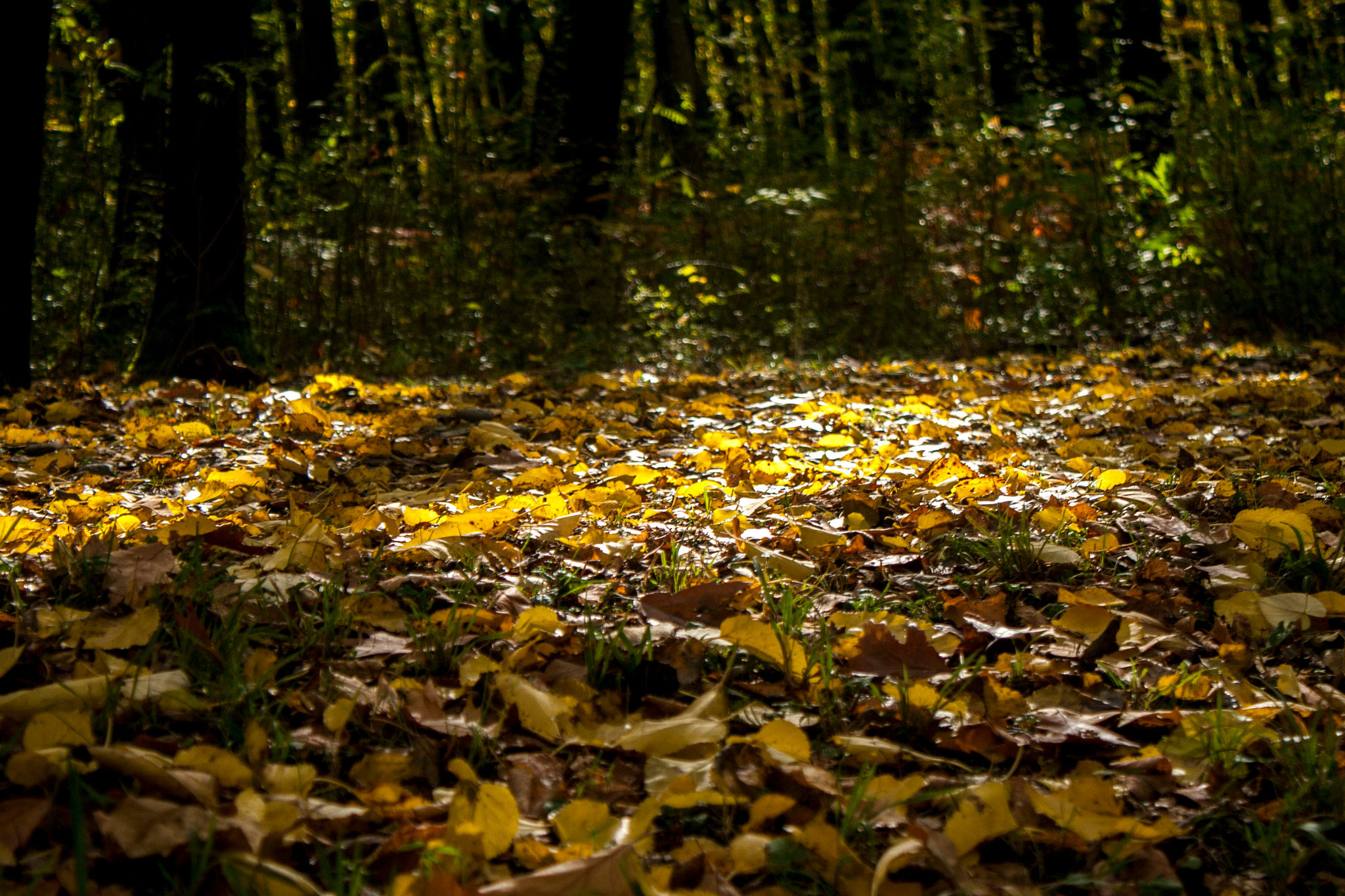 Canon EOS 30D sample photo. Img photography