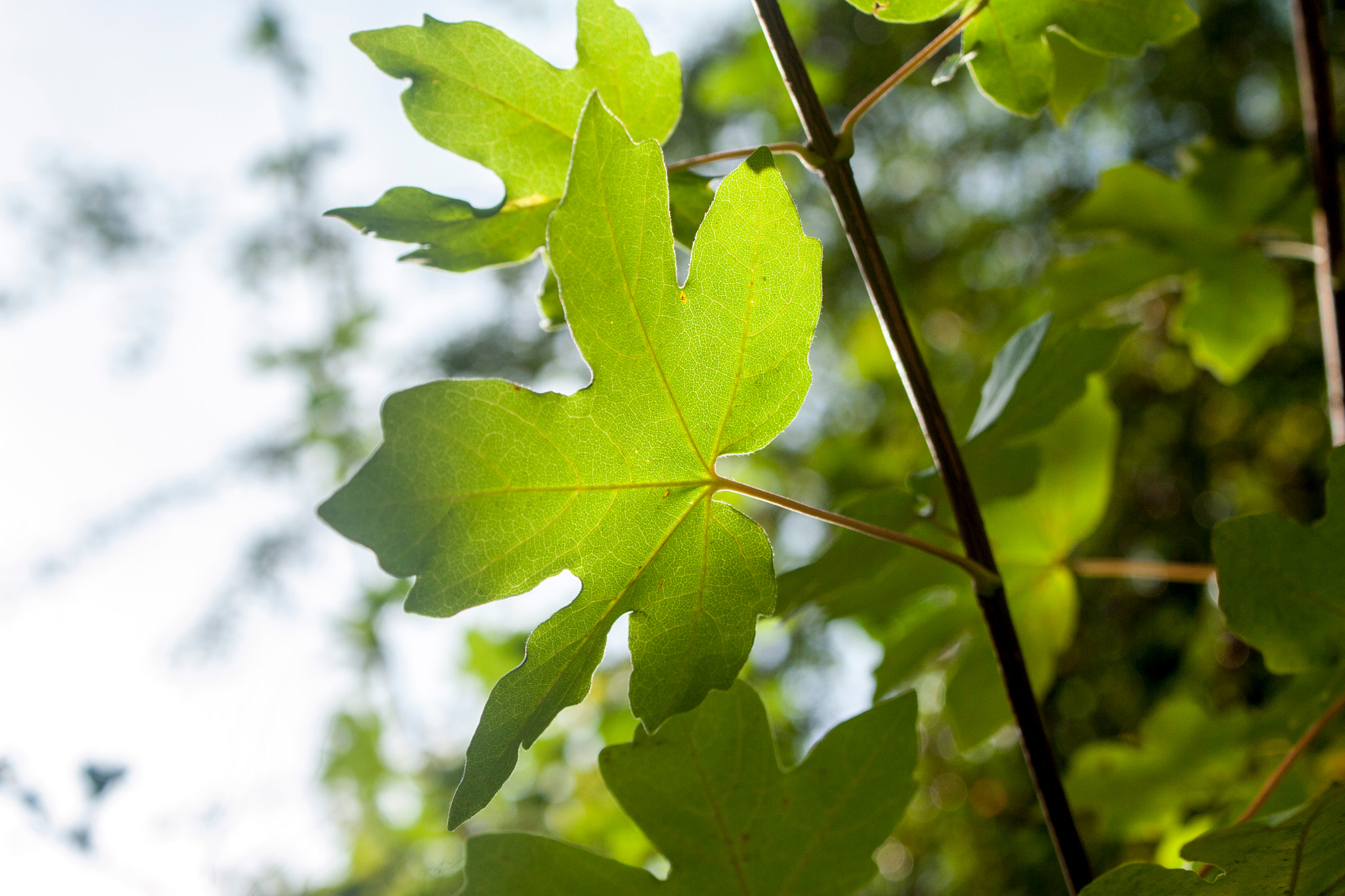 Canon EOS 30D sample photo. Img photography