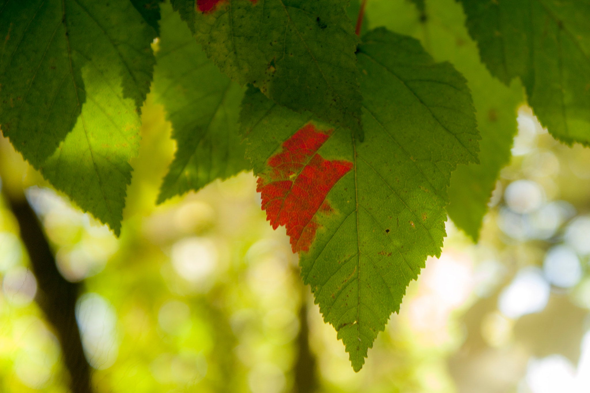 Canon EOS 30D sample photo. Img photography