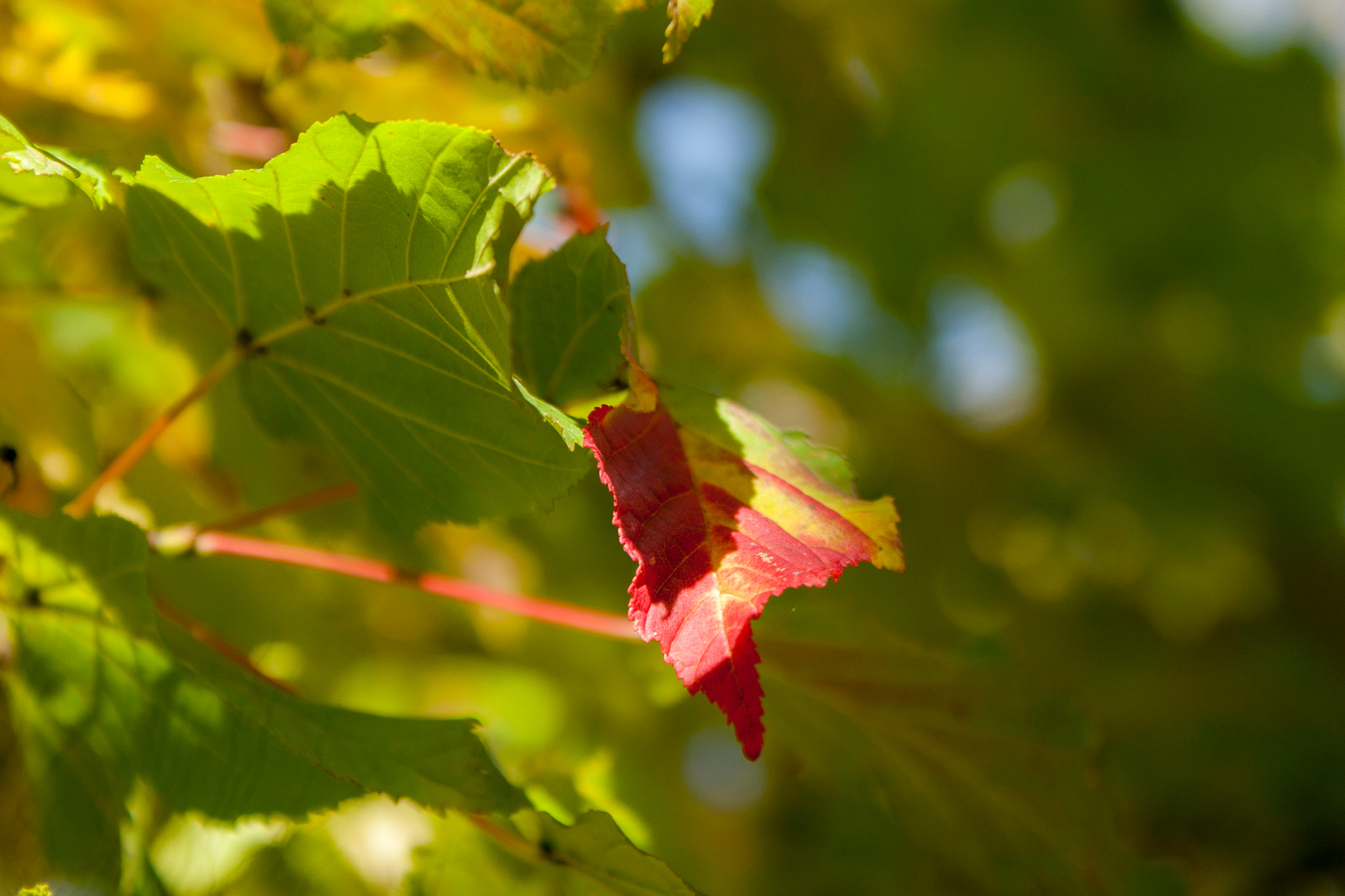 Canon EOS 30D sample photo. Img photography