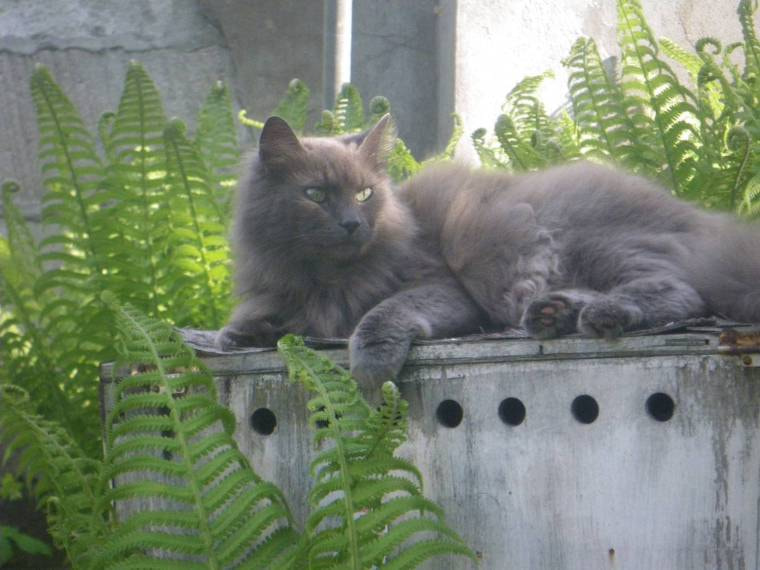 Pentax Optio W60 sample photo. Purrsday poetry: there could never be photography