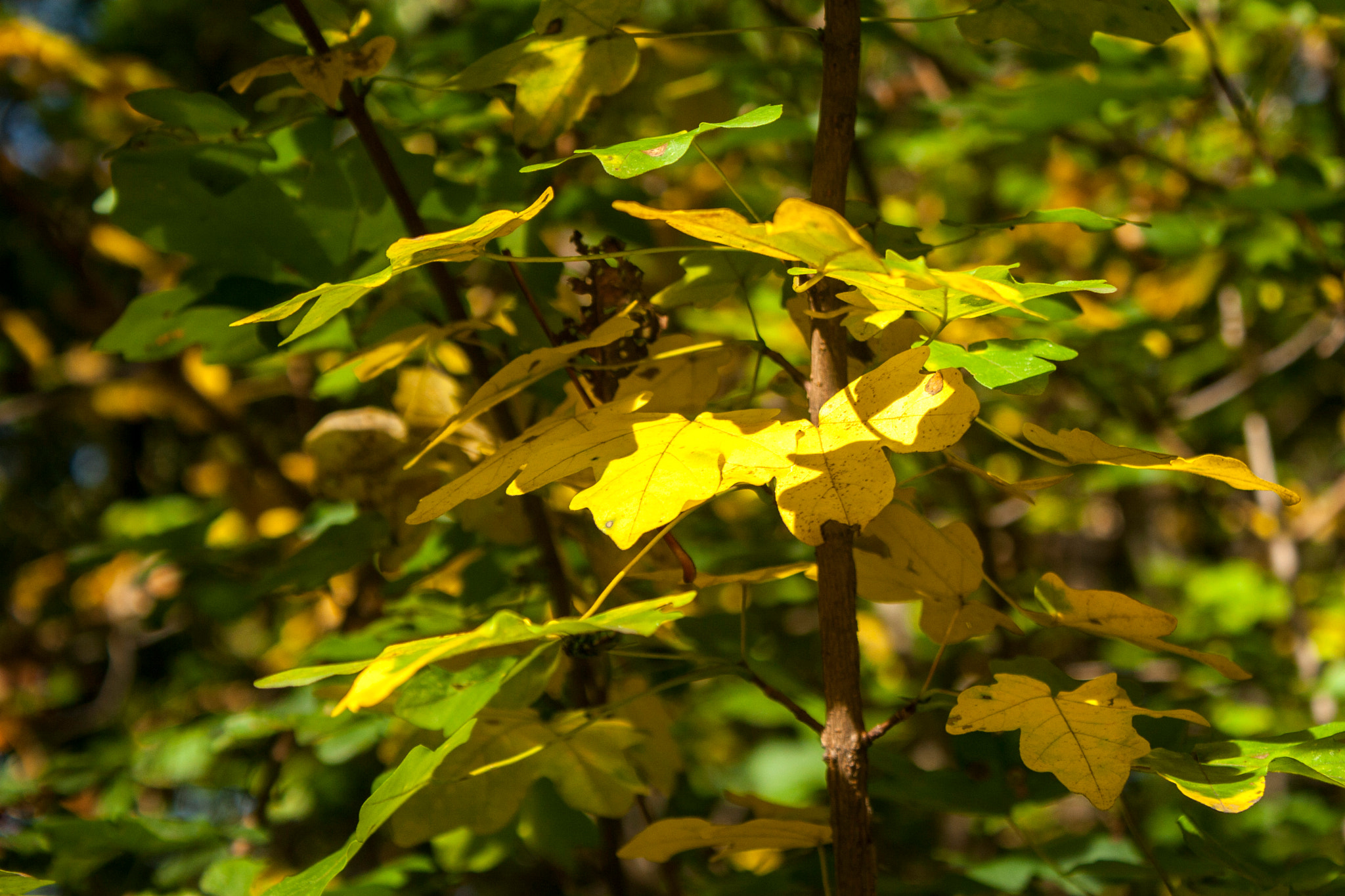 Canon EOS 30D sample photo. Img photography
