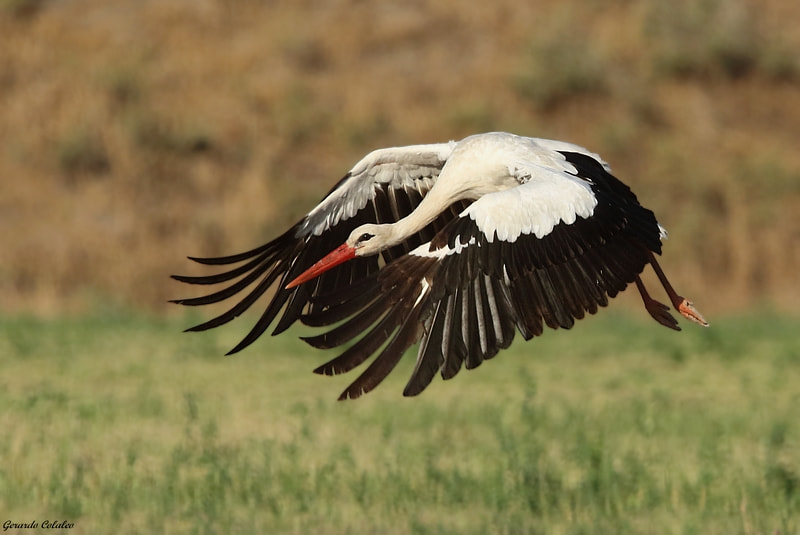 Canon EF 300mm F2.8L IS USM sample photo. Ciconia ciconia - israel photography