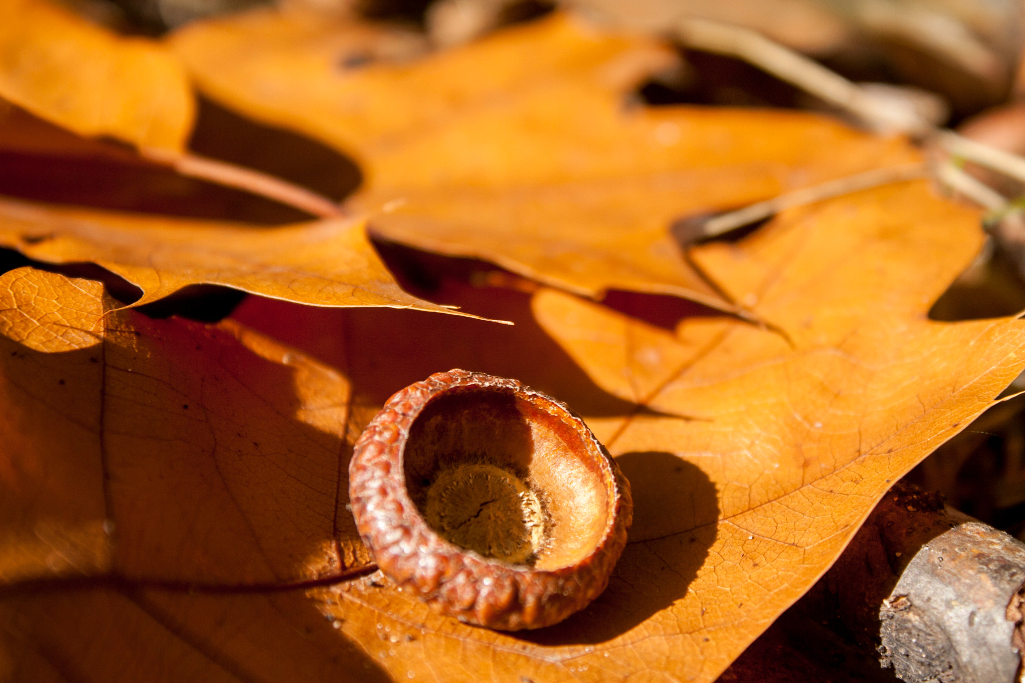 Canon EOS 30D sample photo. Img photography