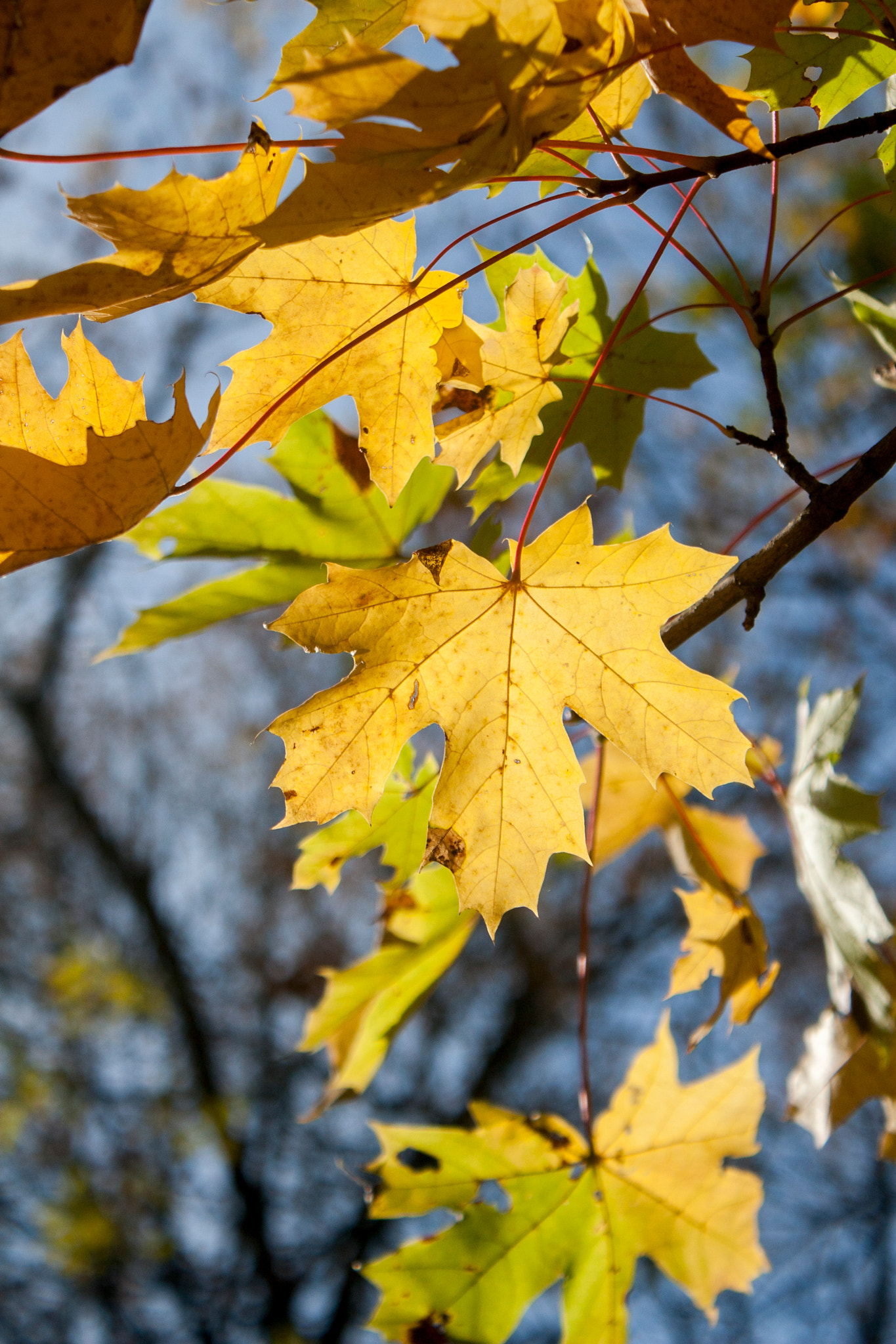 Canon EOS 30D sample photo. Img photography