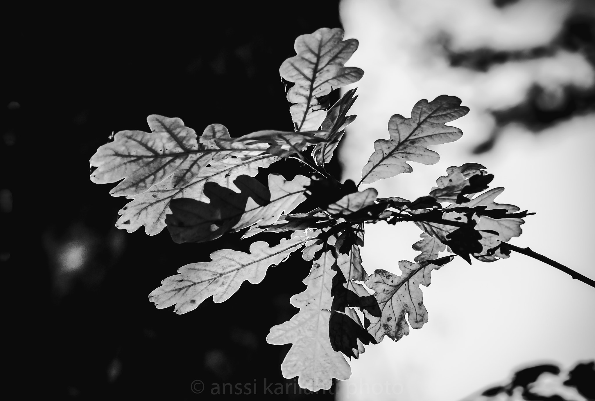 Sigma 105mm F2.8 EX DG OS HSM sample photo. Bw oak leaves photography