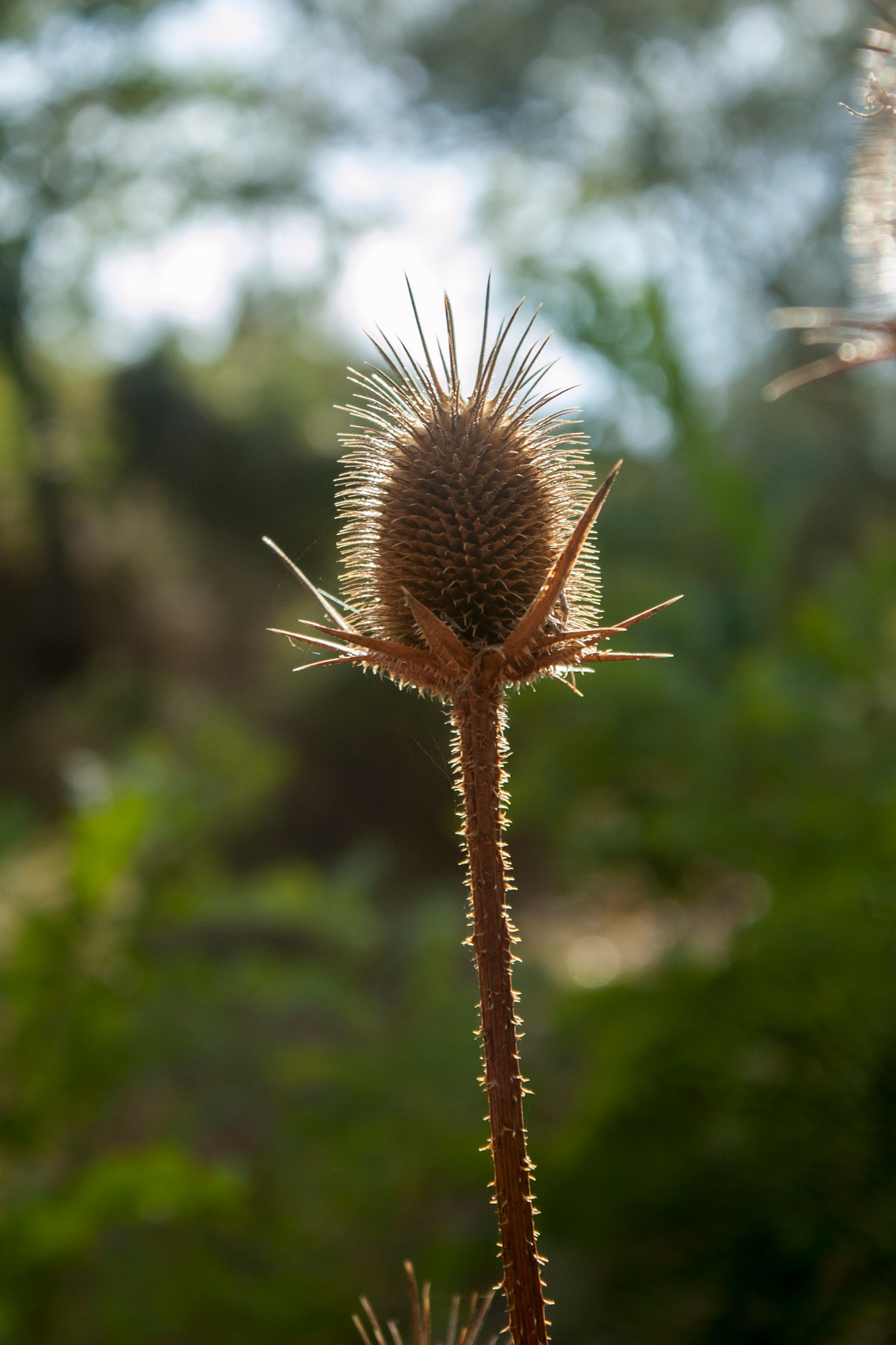 Canon EOS 30D sample photo. Img photography