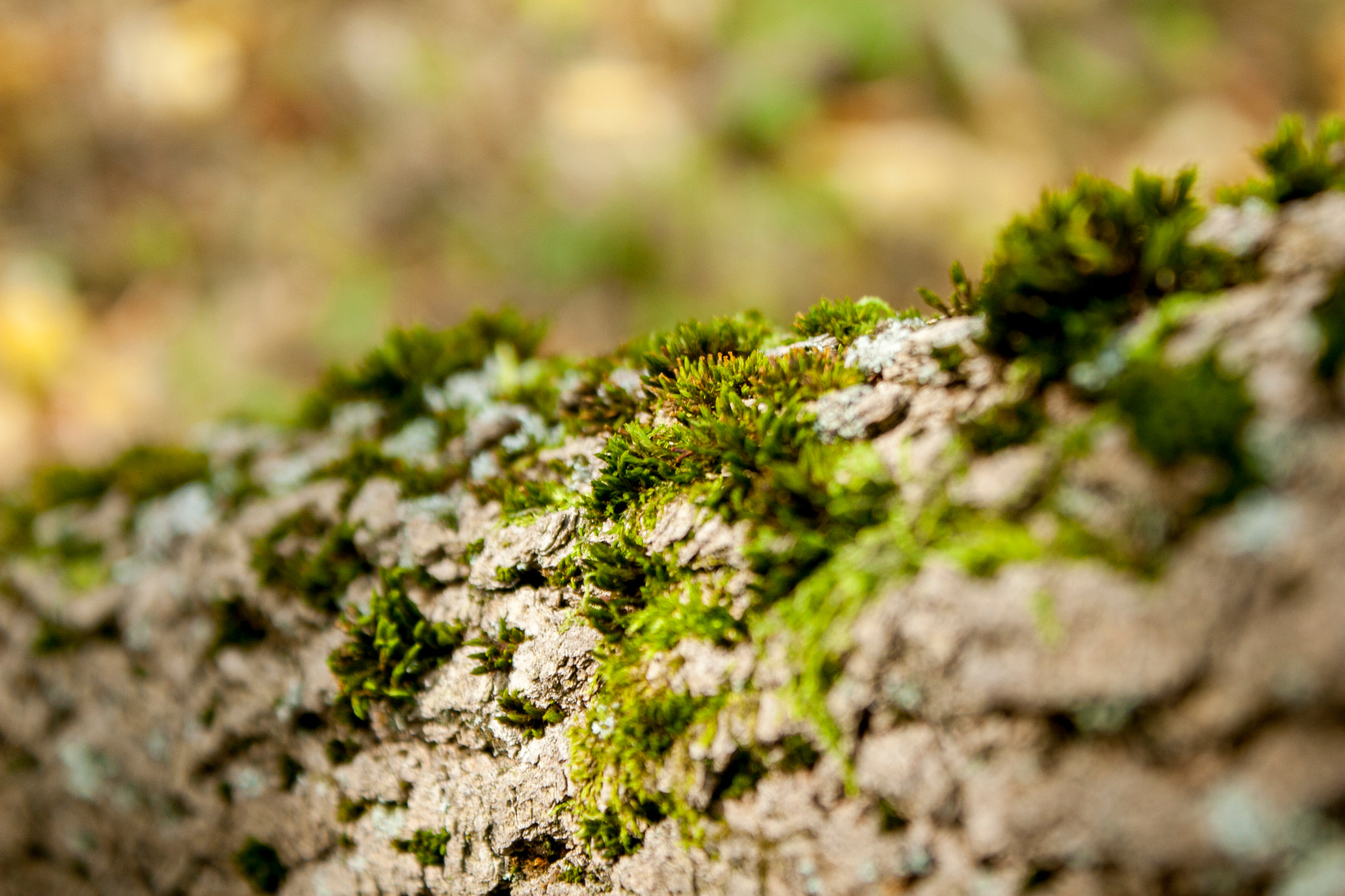 Canon EOS 30D sample photo. Img photography