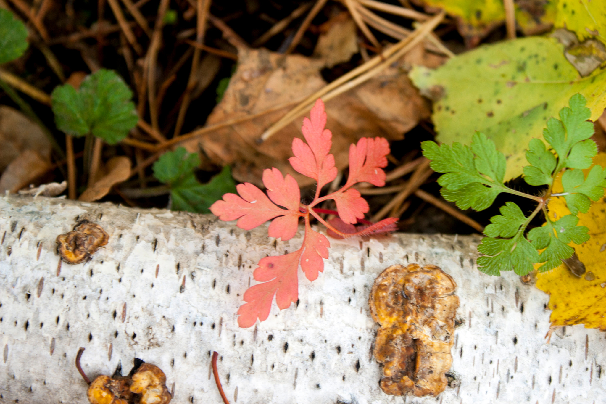 Canon EOS 30D sample photo. Img photography