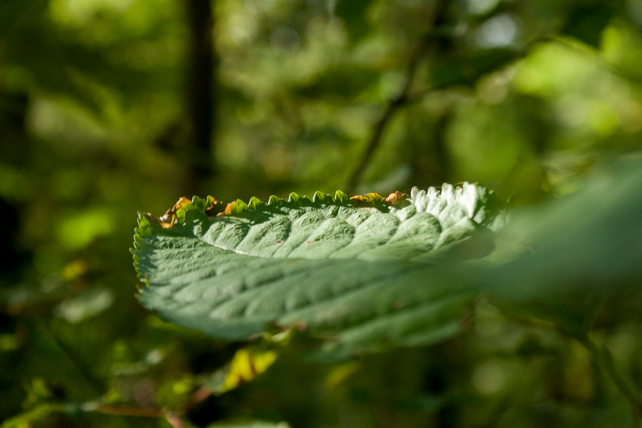 Canon EOS 30D sample photo. Img photography