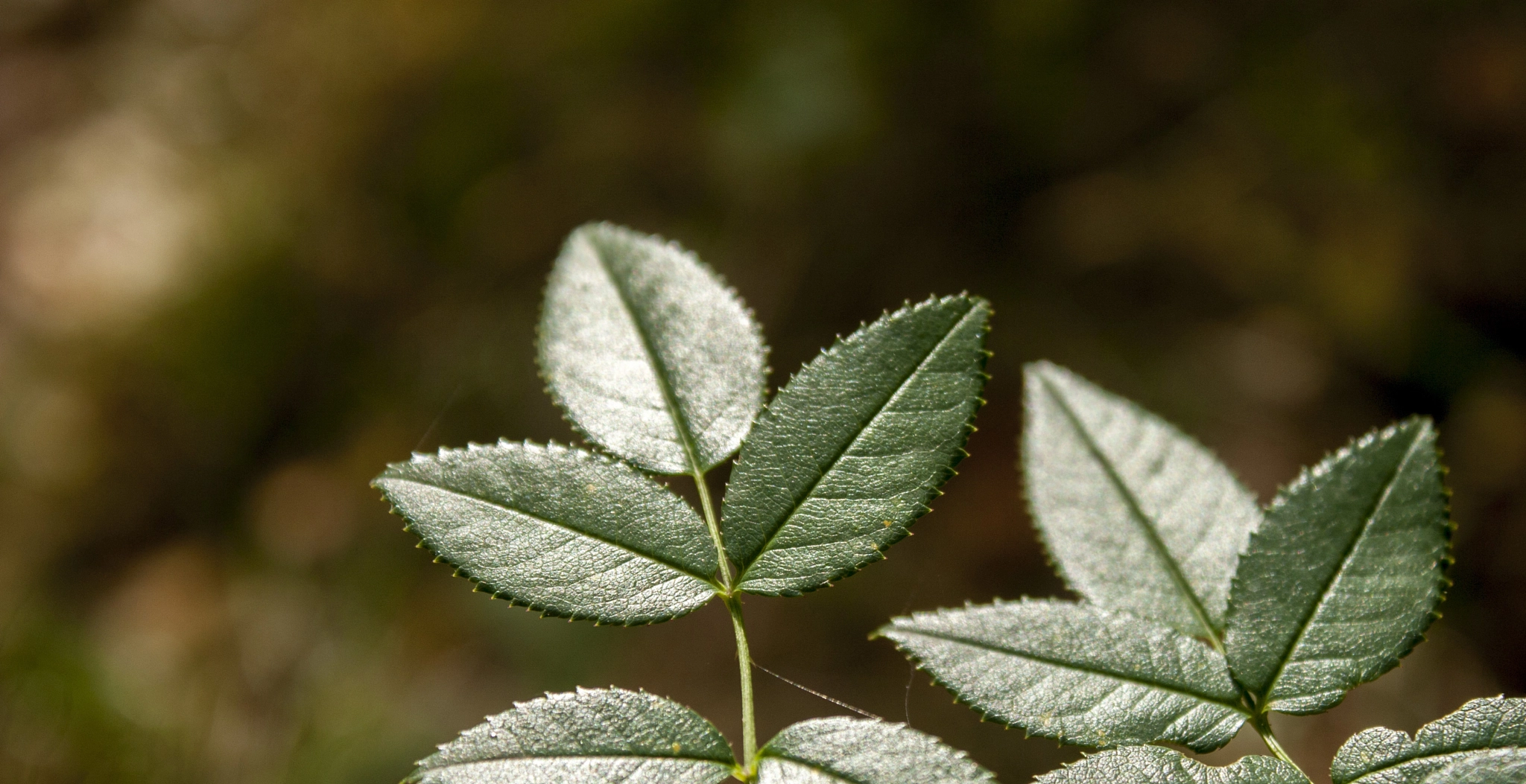 Canon EOS 30D sample photo. Img photography