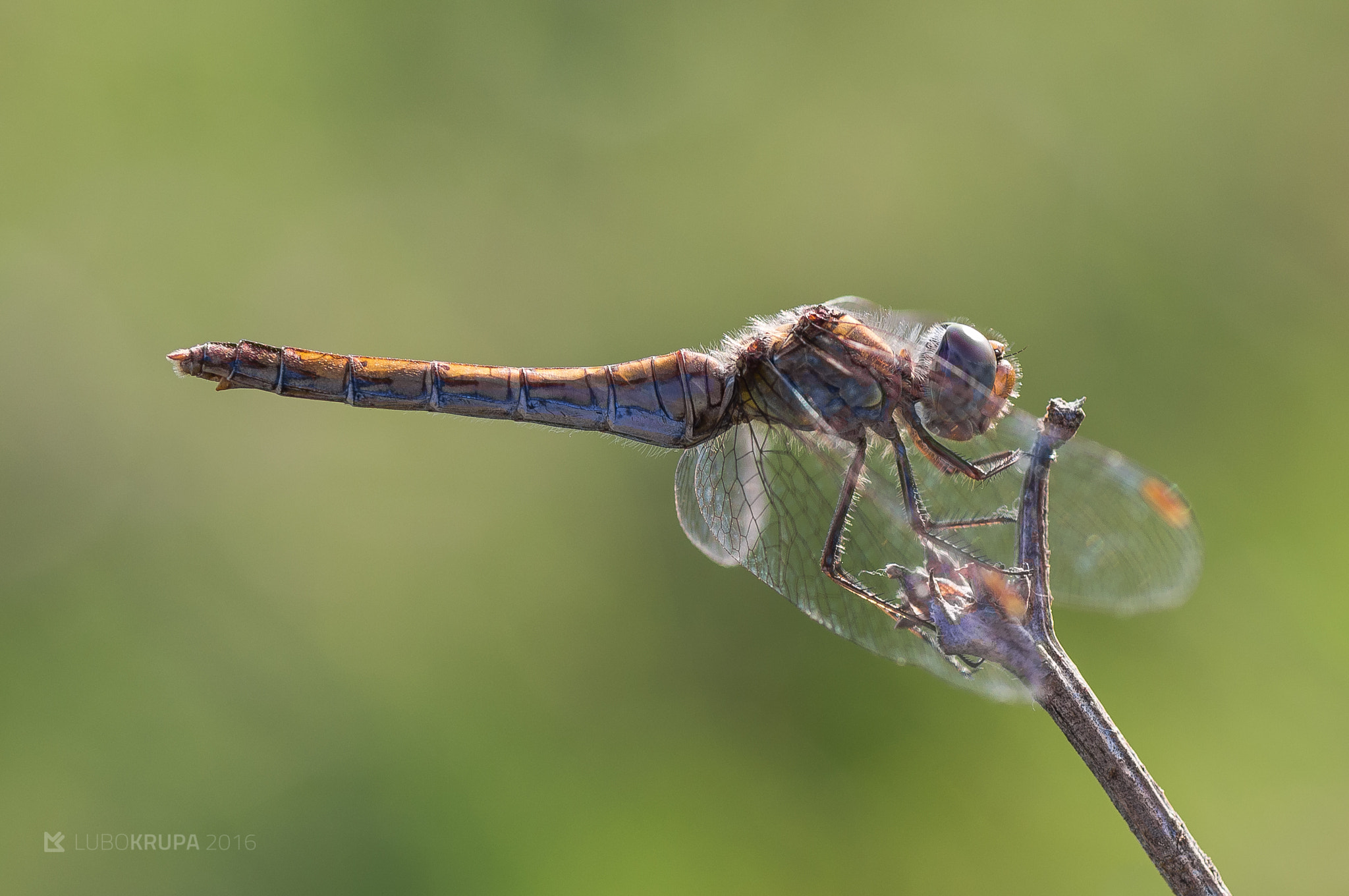 Pentax K-r + Tamron SP AF 90mm F2.8 Di Macro sample photo. Sympetrum vulgatum photography