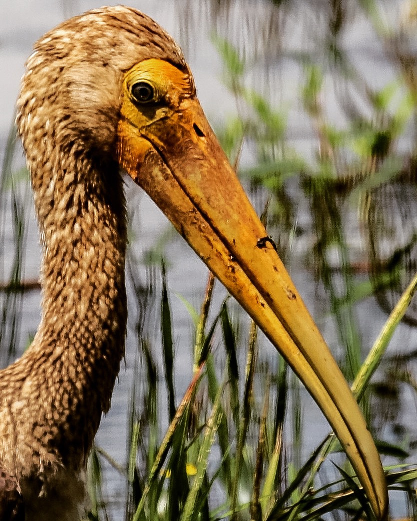 Canon EOS-1Ds Mark III sample photo. Painted stork ,thrissur,kerala. photography