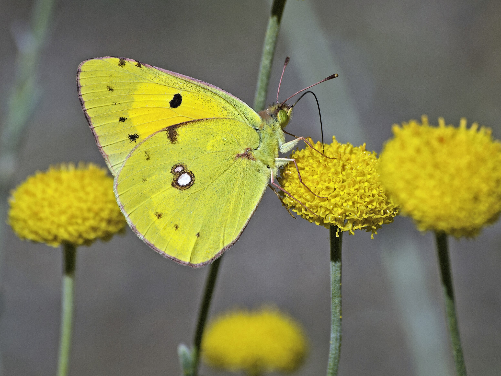 Olympus E-520 (EVOLT E-520) sample photo. Colias crocea (colias común) photography