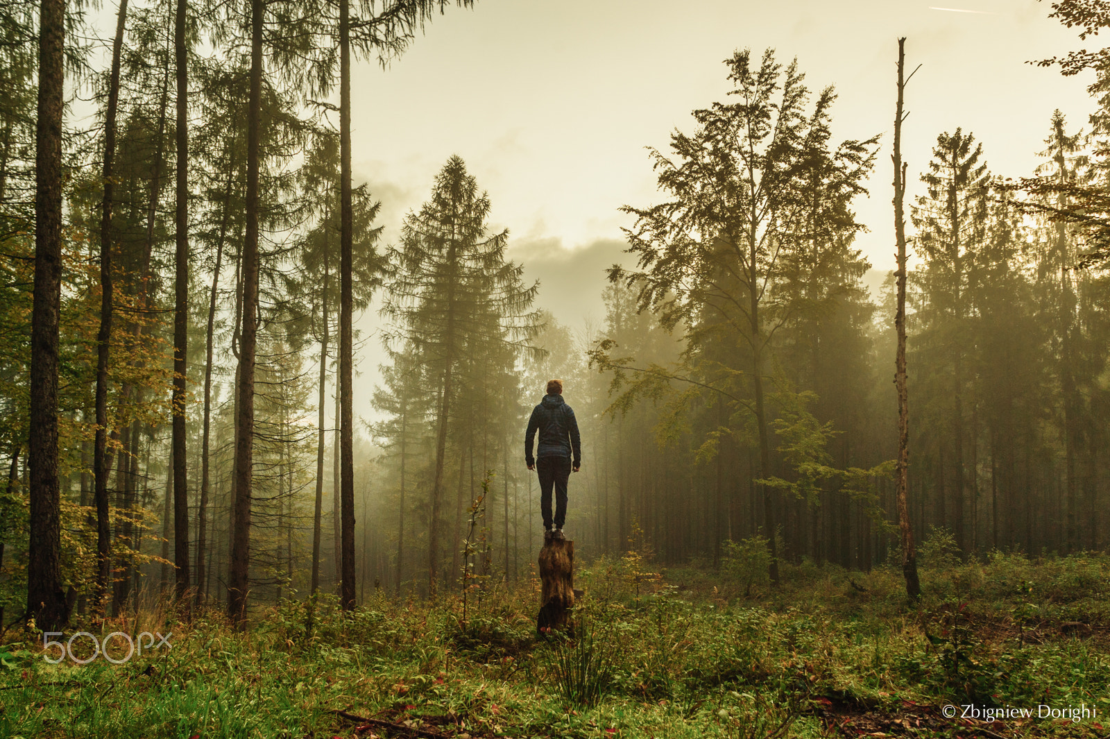 Nikon D700 + Sigma 24mm F1.8 EX DG Aspherical Macro sample photo. Alone in the forest... photography