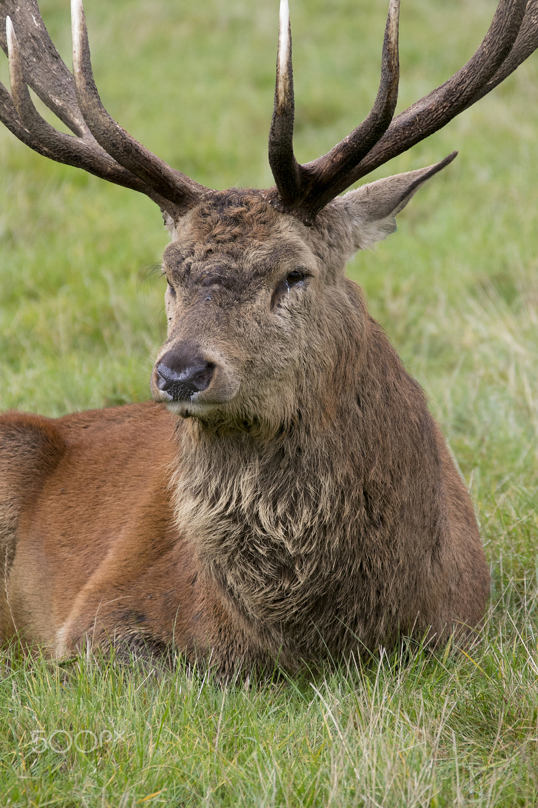 Canon EF 28-300mm F3.5-5.6L IS USM sample photo. Deer photography