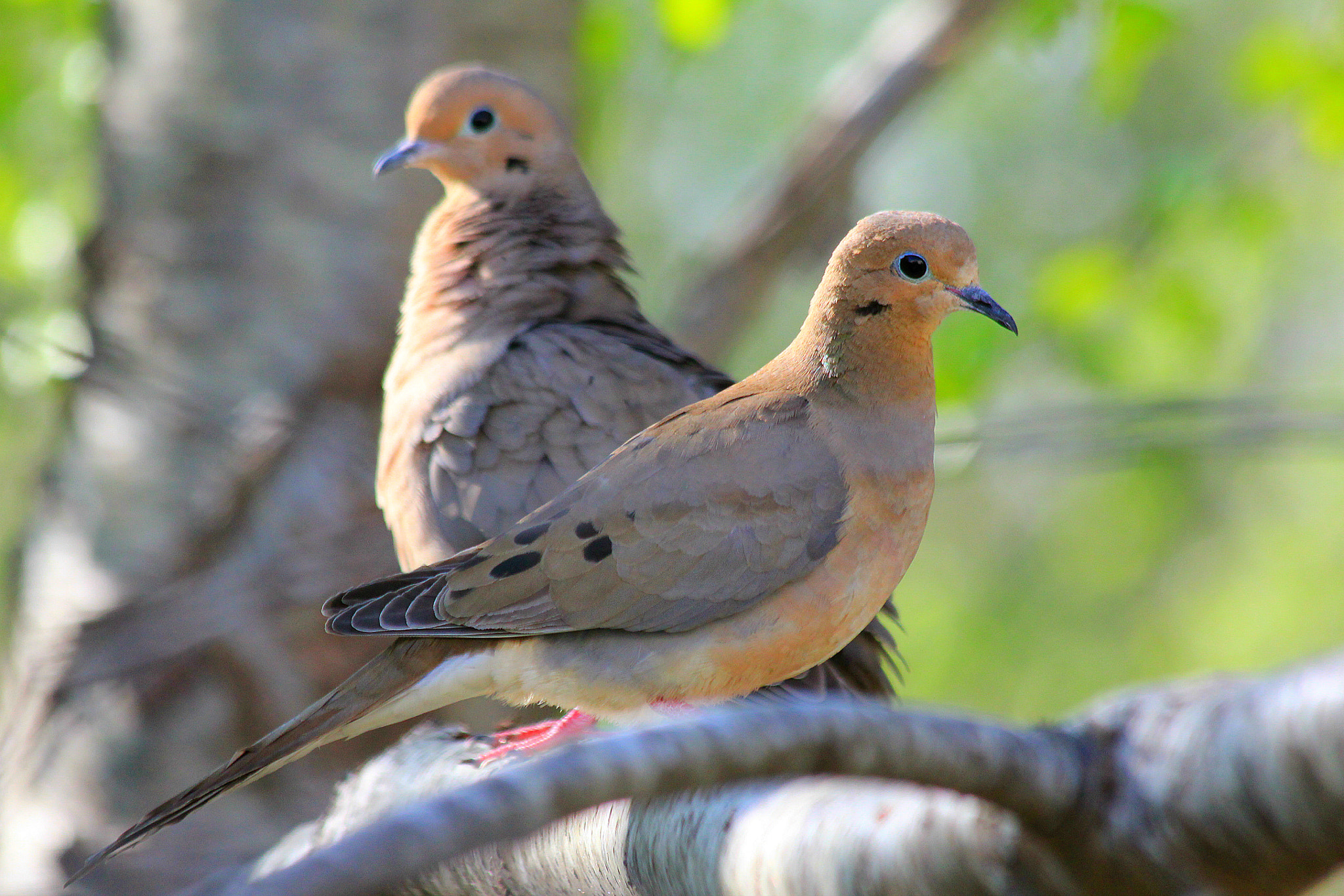 Canon EOS 550D (EOS Rebel T2i / EOS Kiss X4) + Canon EF 70-300mm F4-5.6 IS USM sample photo. Mourning doves. photography