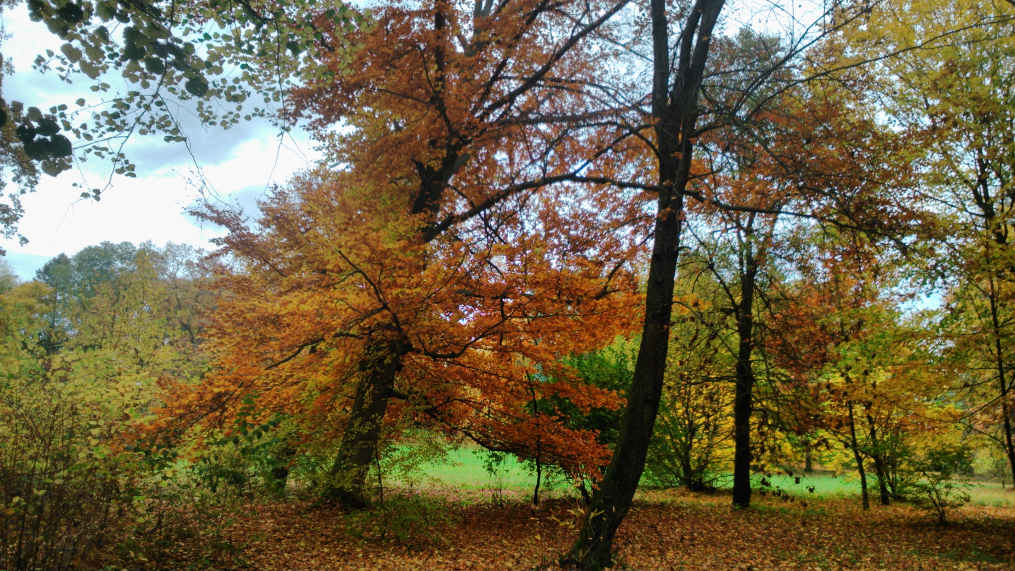 Sony Xperia L sample photo. Autumn photography