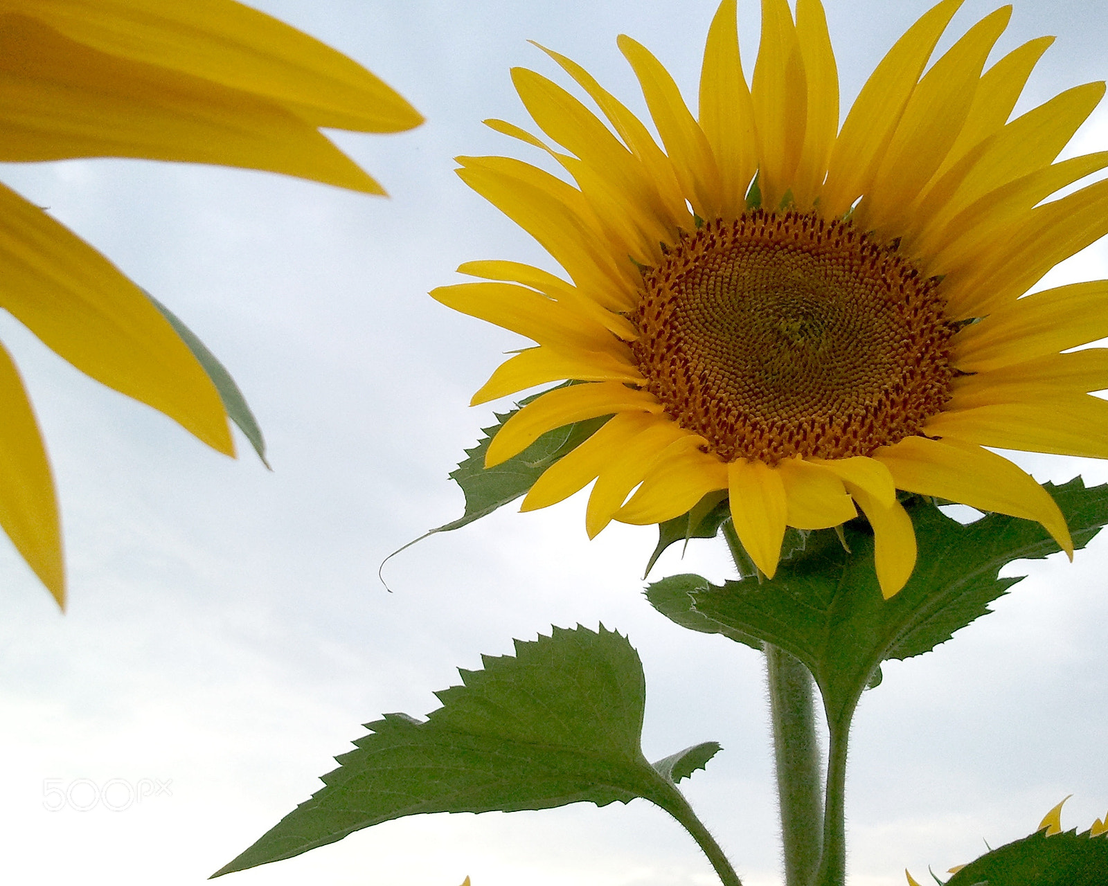 Samsung Galaxy S sample photo. Sunflowers photography