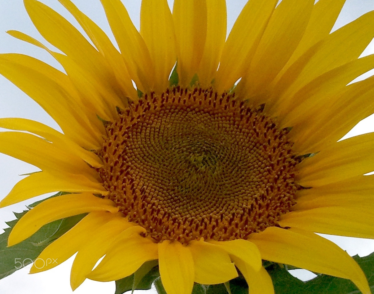 Samsung Galaxy S sample photo. Sunflowers photography