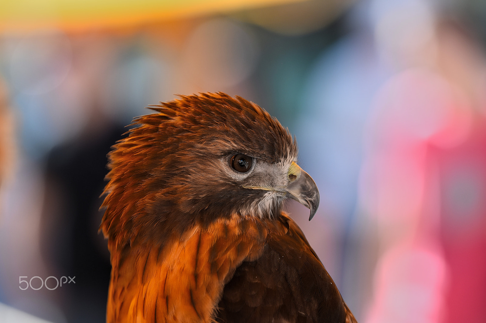 Tamron SP 70-200mm F2.8 Di VC USD sample photo. I see you photography