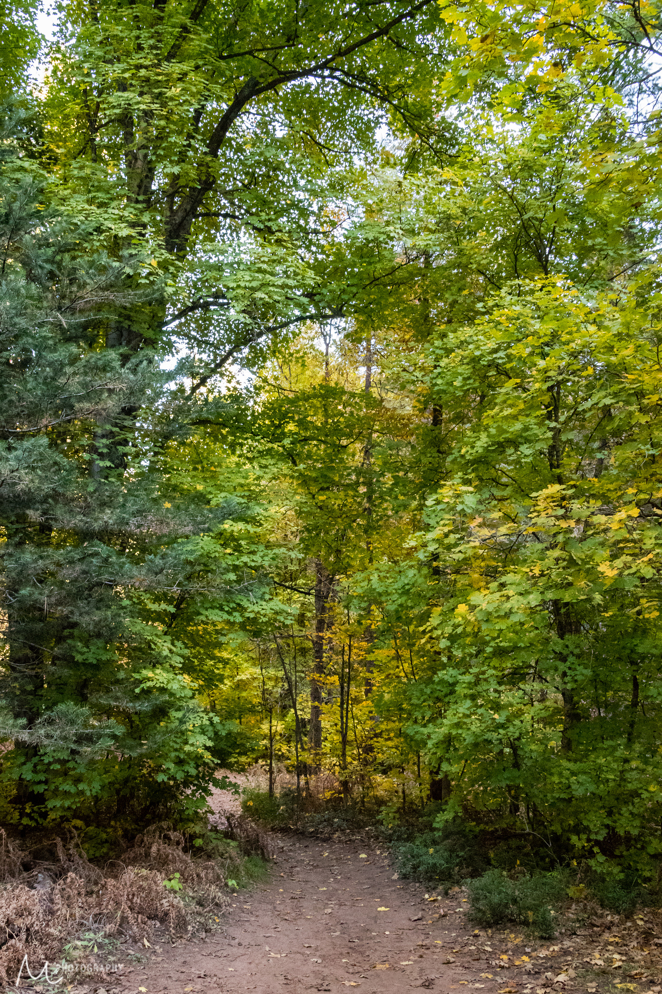 Sigma 28-300mm F3.5-6.3 DG Macro sample photo. Golden path photography