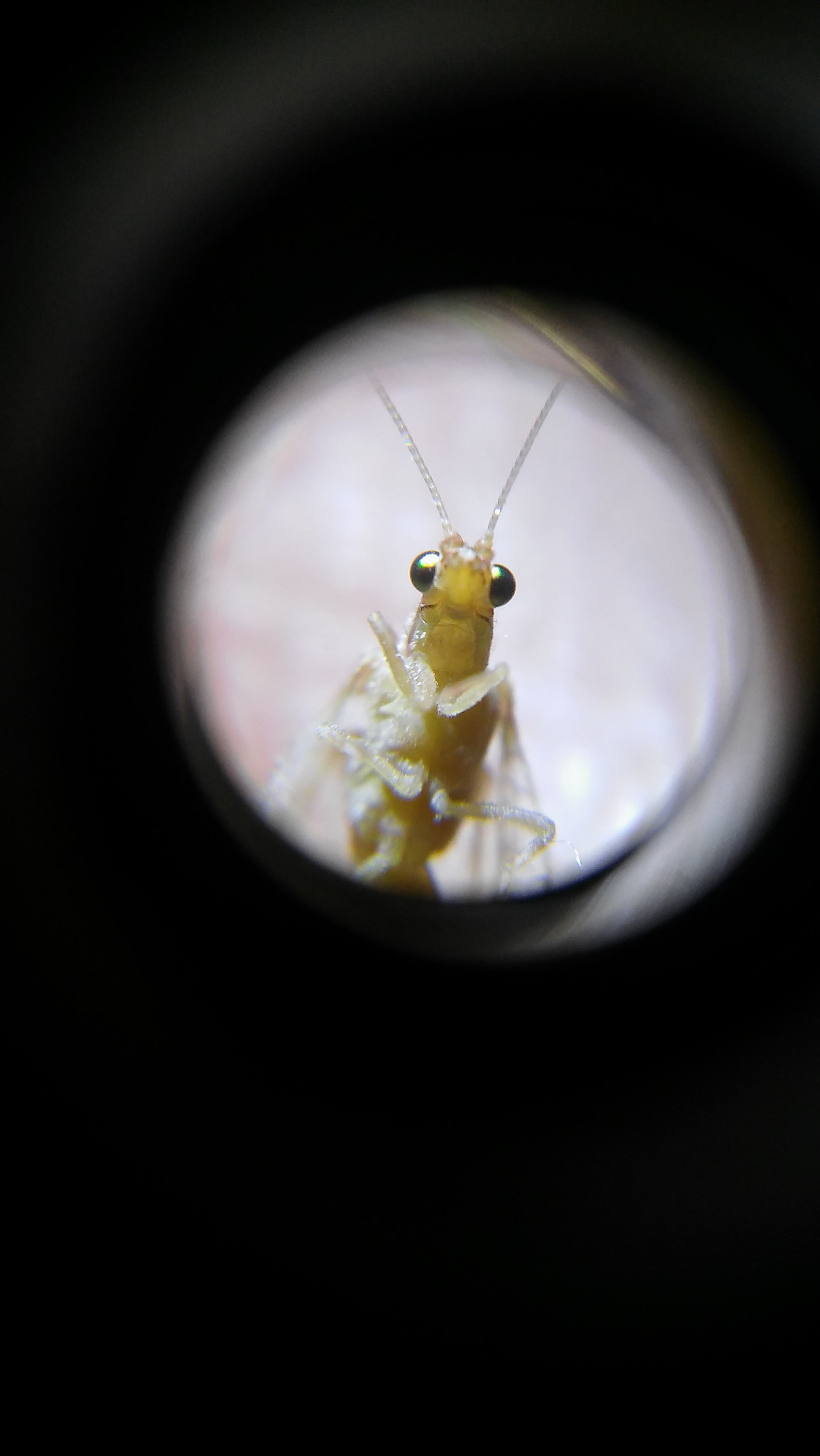 LG SPIRIT 4G LTE sample photo. Insect view photography