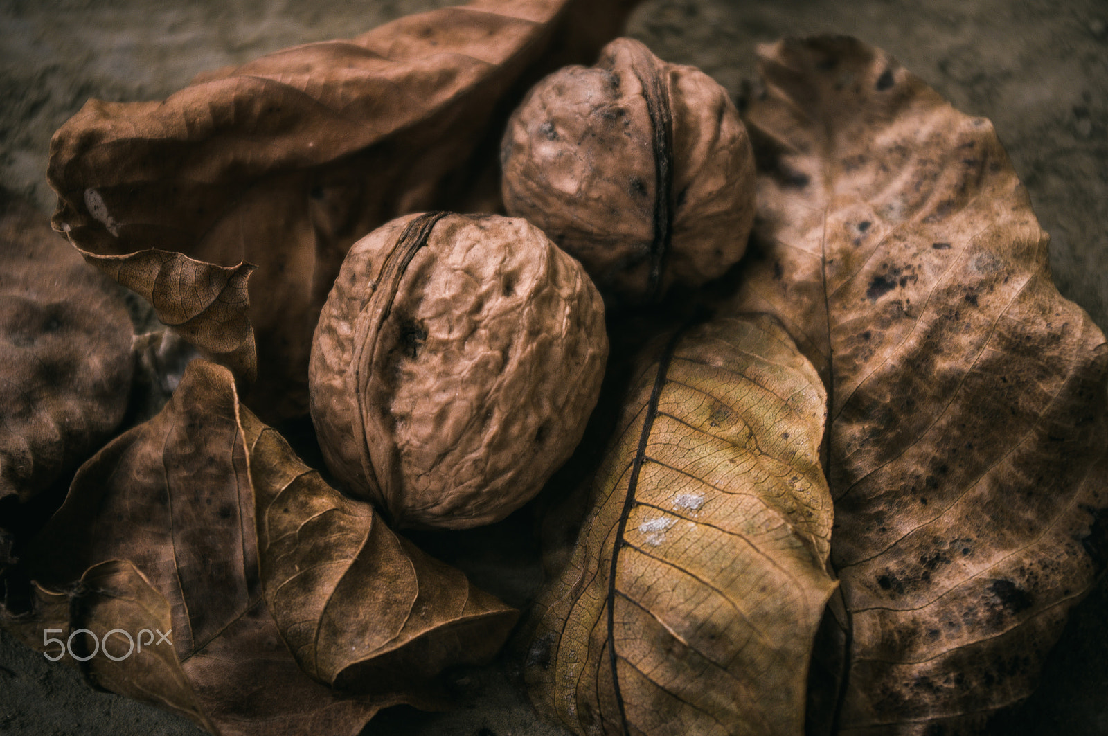 Pentax K-x sample photo. Walnuts and leaves photography